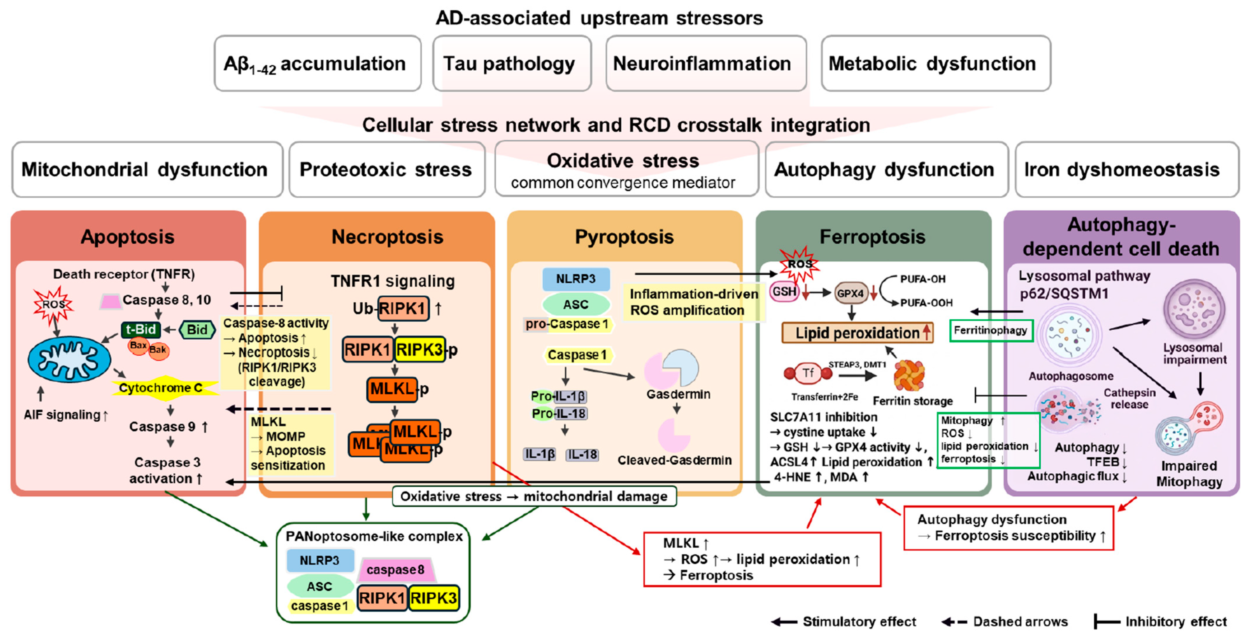 The Central Role of Neuronal Cell Death in Alzheimer’s Disease Pathobiology