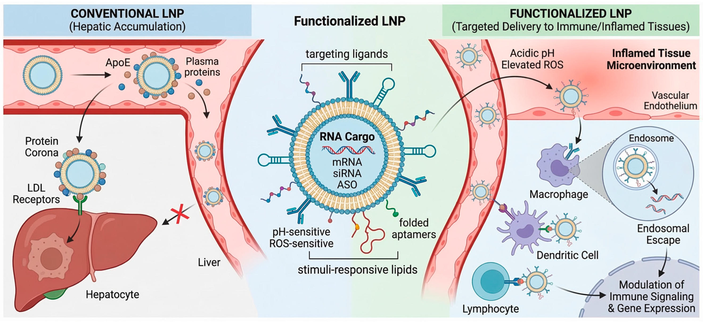 Functionalized Lipid Nanoparticles for Targeted RNA Delivery in Immune ...