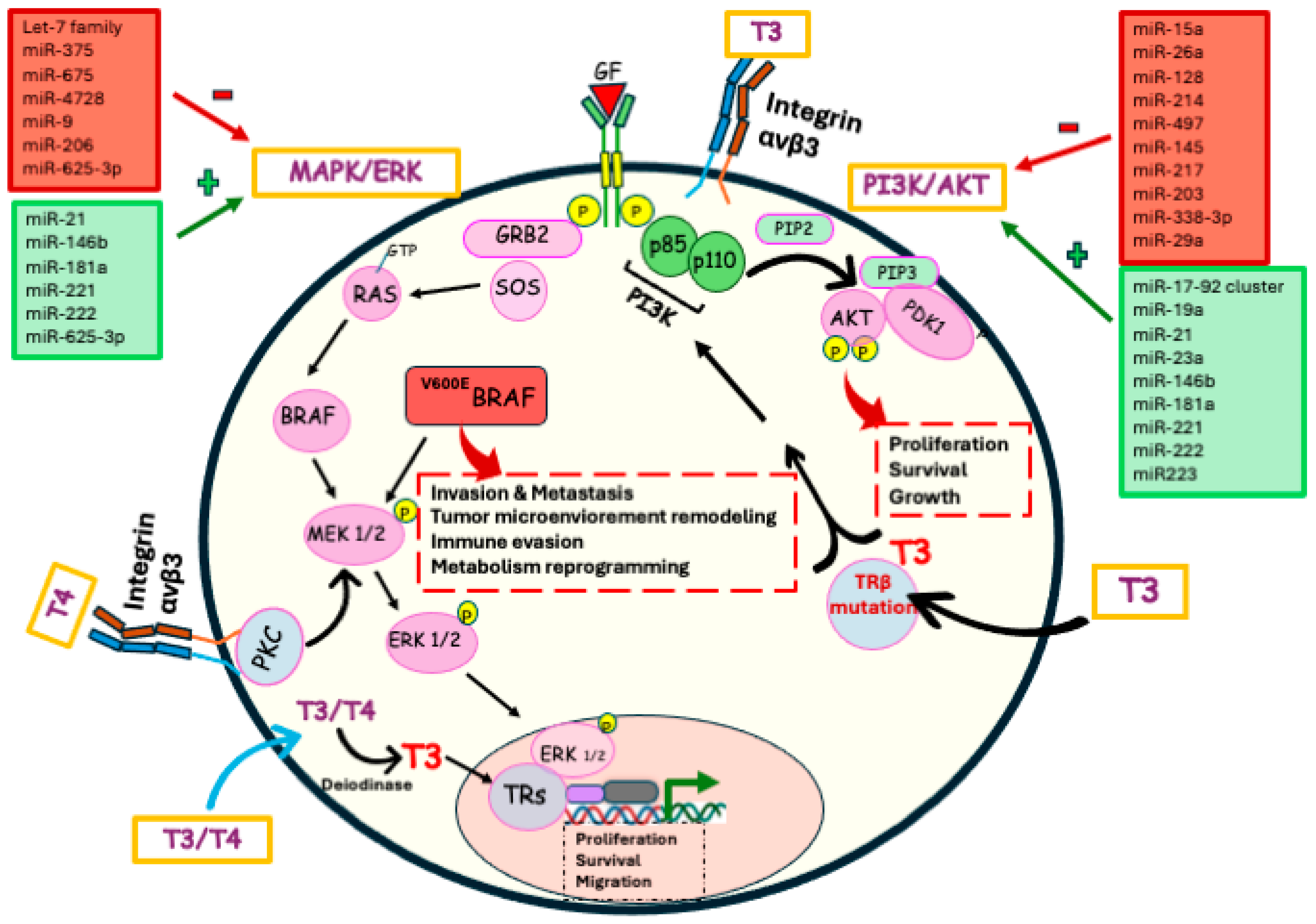 Emerging Pathway Molecular Determinants of Thyroid Cancer Progression: Thyroid Hormone ...