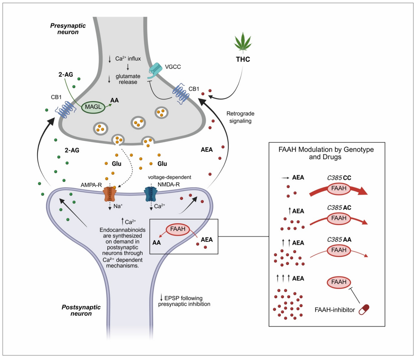 The Endocannabinoid System in Neuropsychiatric Disorders: Mechanisms ...