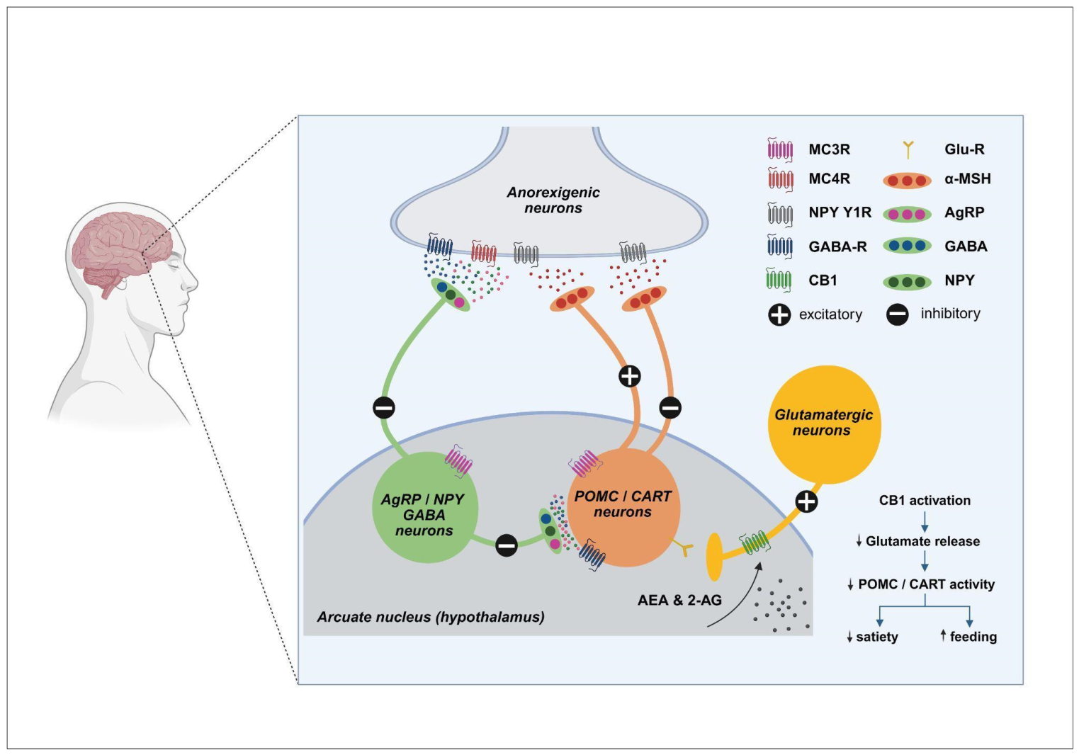 The Endocannabinoid System in Neuropsychiatric Disorders: Mechanisms ...