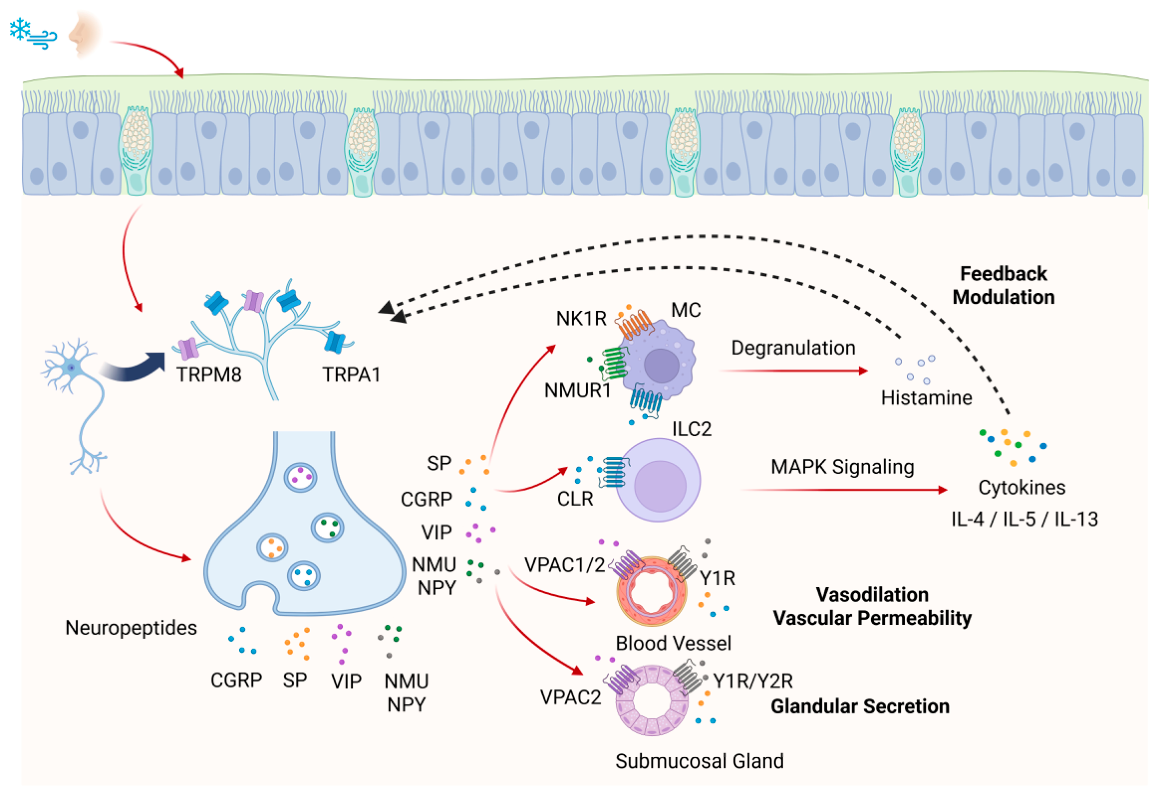 TRPA1 and TRPM8 in Allergic Rhinitis and Chronic Rhinosinusitis ...