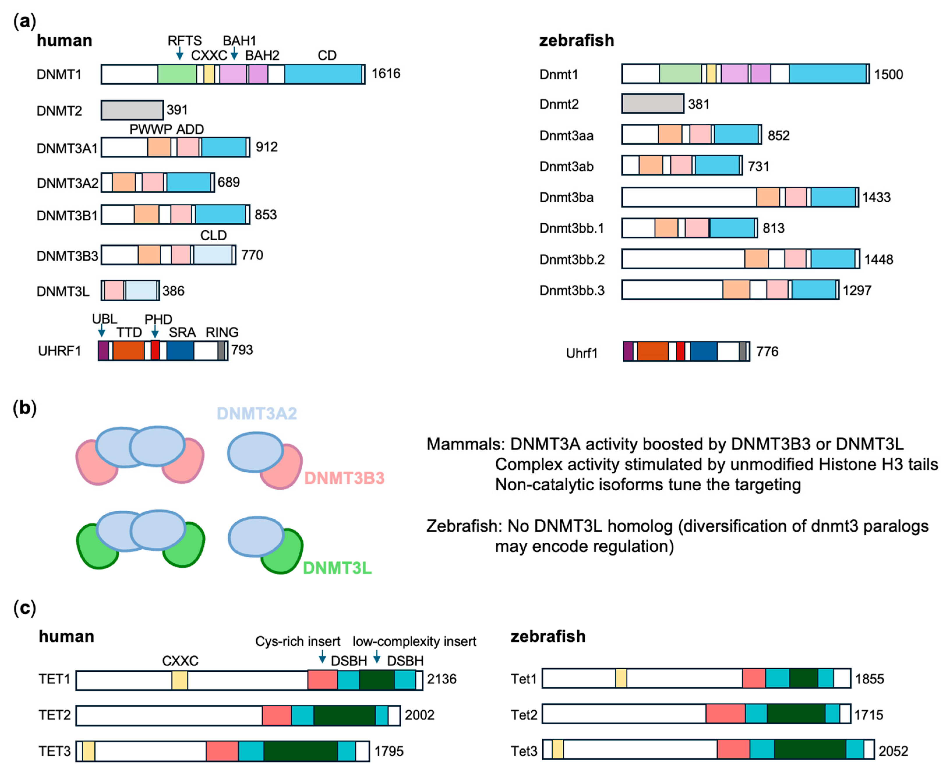 DNA Methylation Dynamics in Development and Disease: Insights from ...