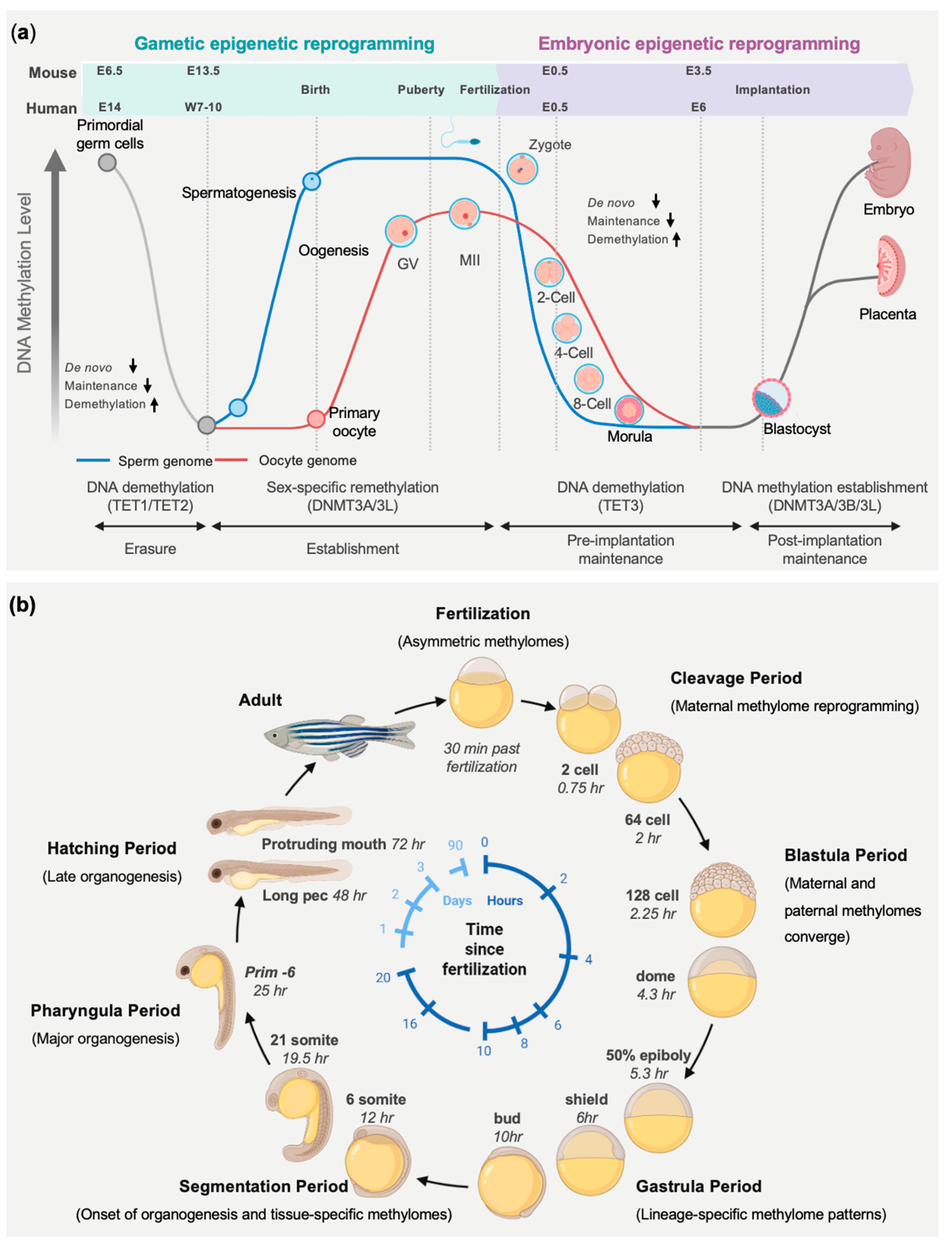 DNA Methylation Dynamics in Development and Disease: Insights from ...
