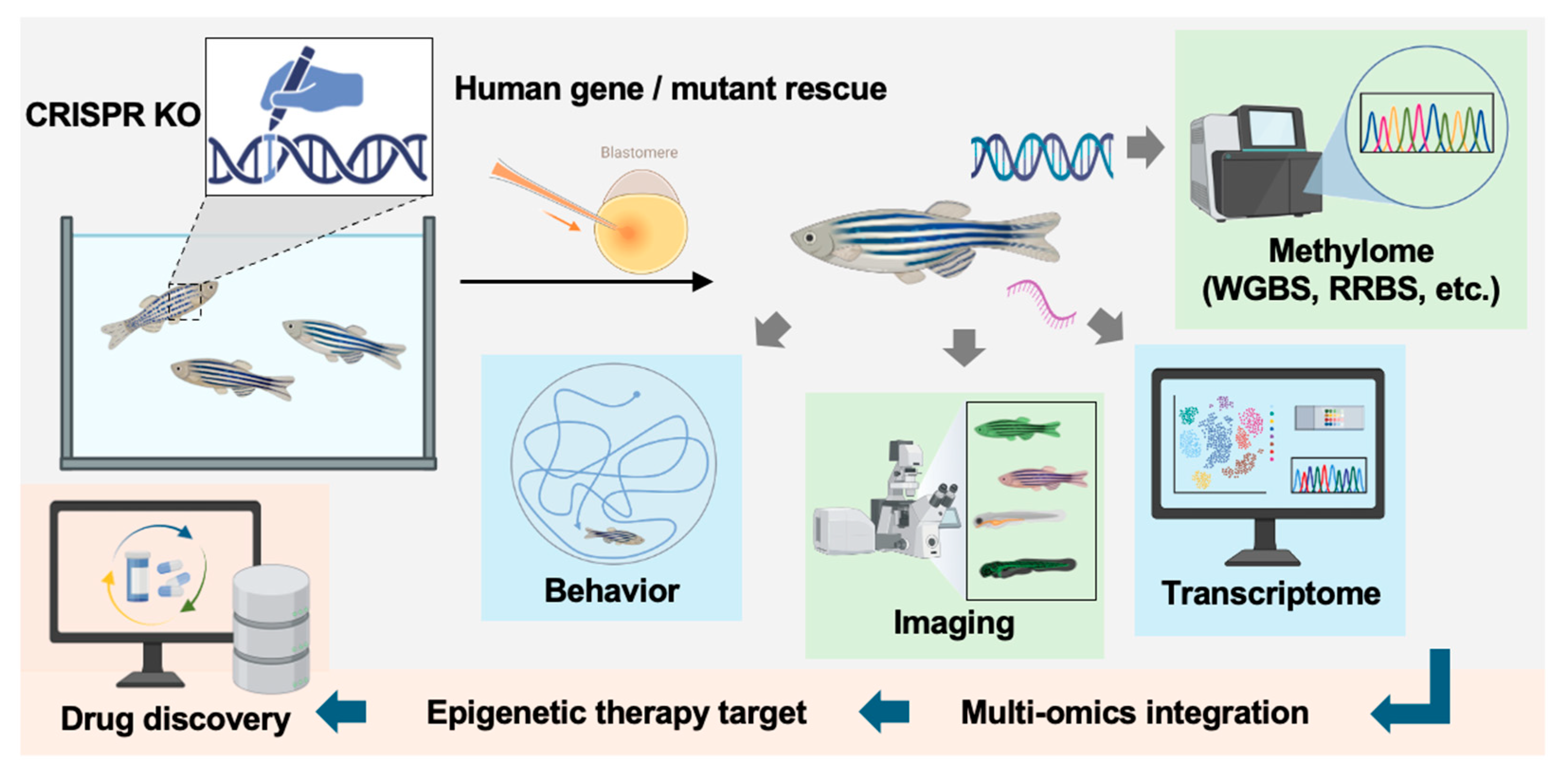 DNA Methylation Dynamics in Development and Disease: Insights from ...