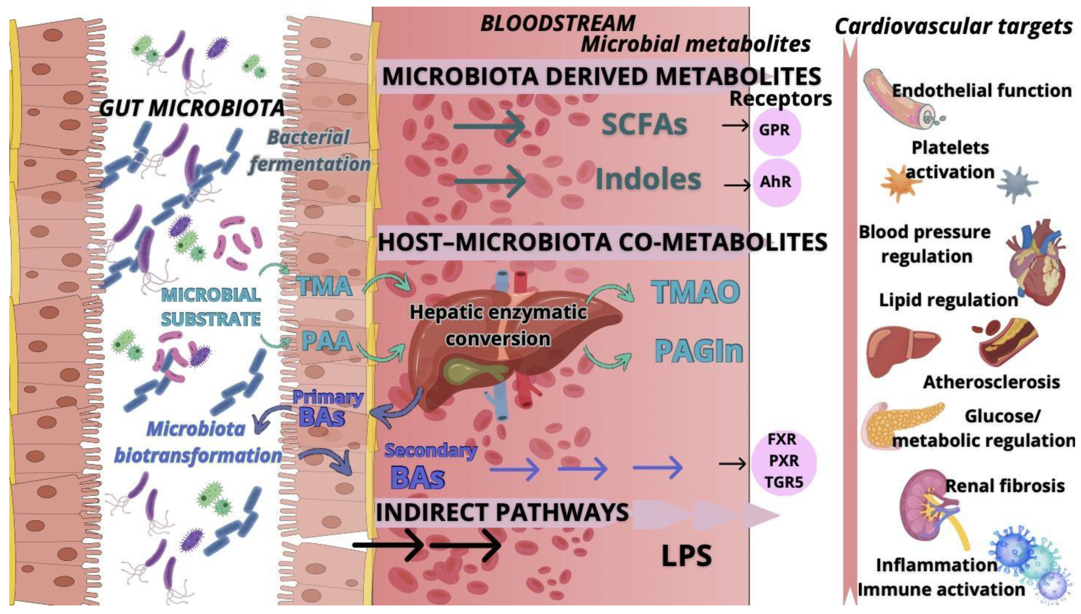 Gut Microbiota: Cardiovascular Disease Prevention and Targeted Therapies