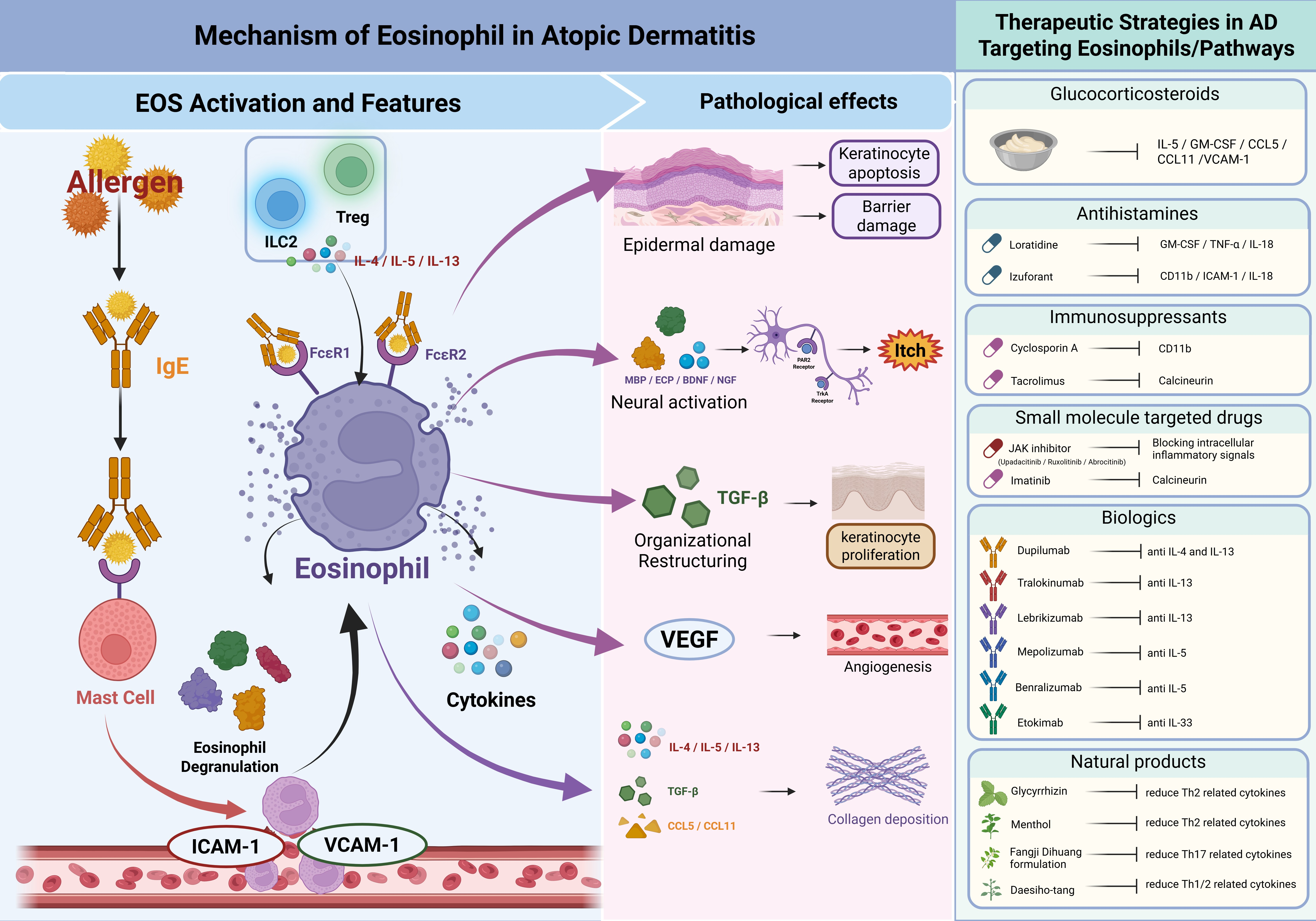 The Role of and Therapeutic Strategies for Eosinophils in Atopic Dermatitis