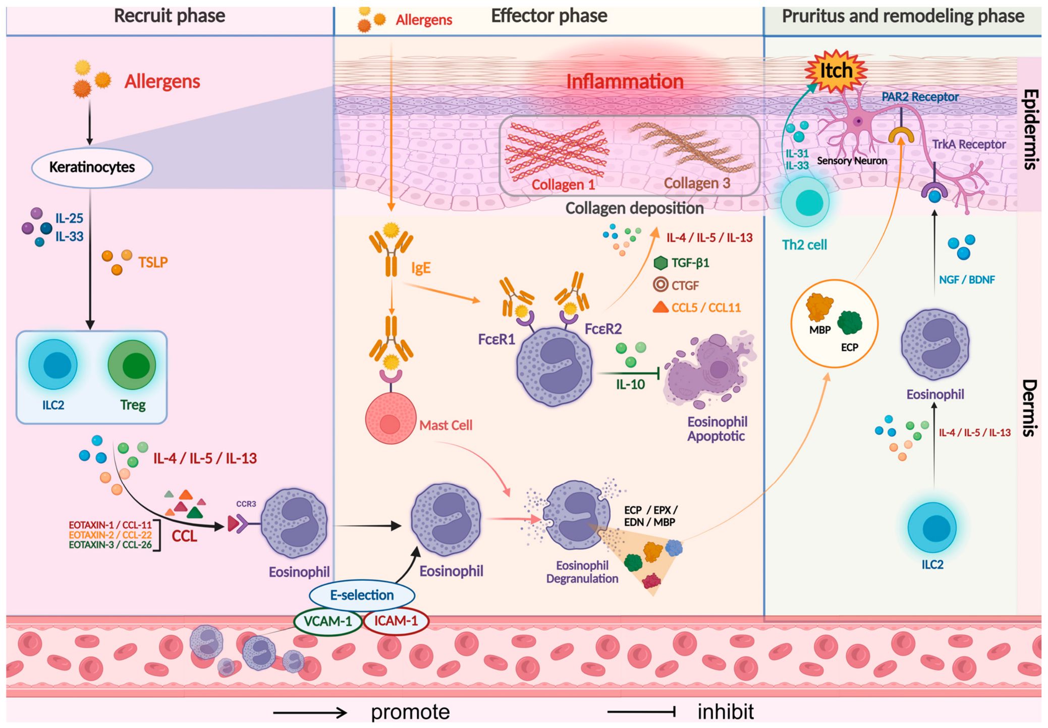 The Role of and Therapeutic Strategies for Eosinophils in Atopic Dermatitis