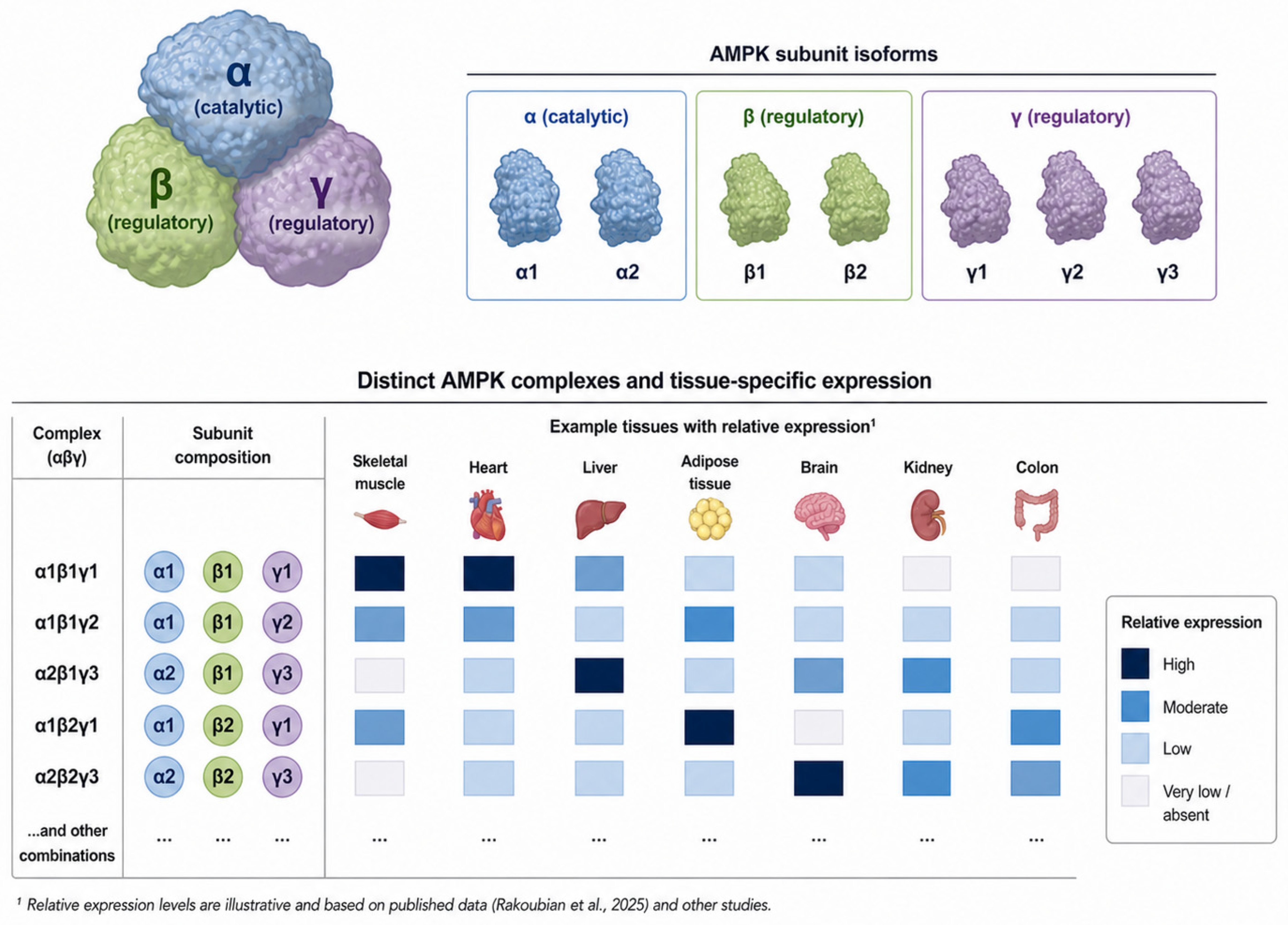 AMPK Signalling in Heart Failure: From Metabolic Sensor to Context ...
