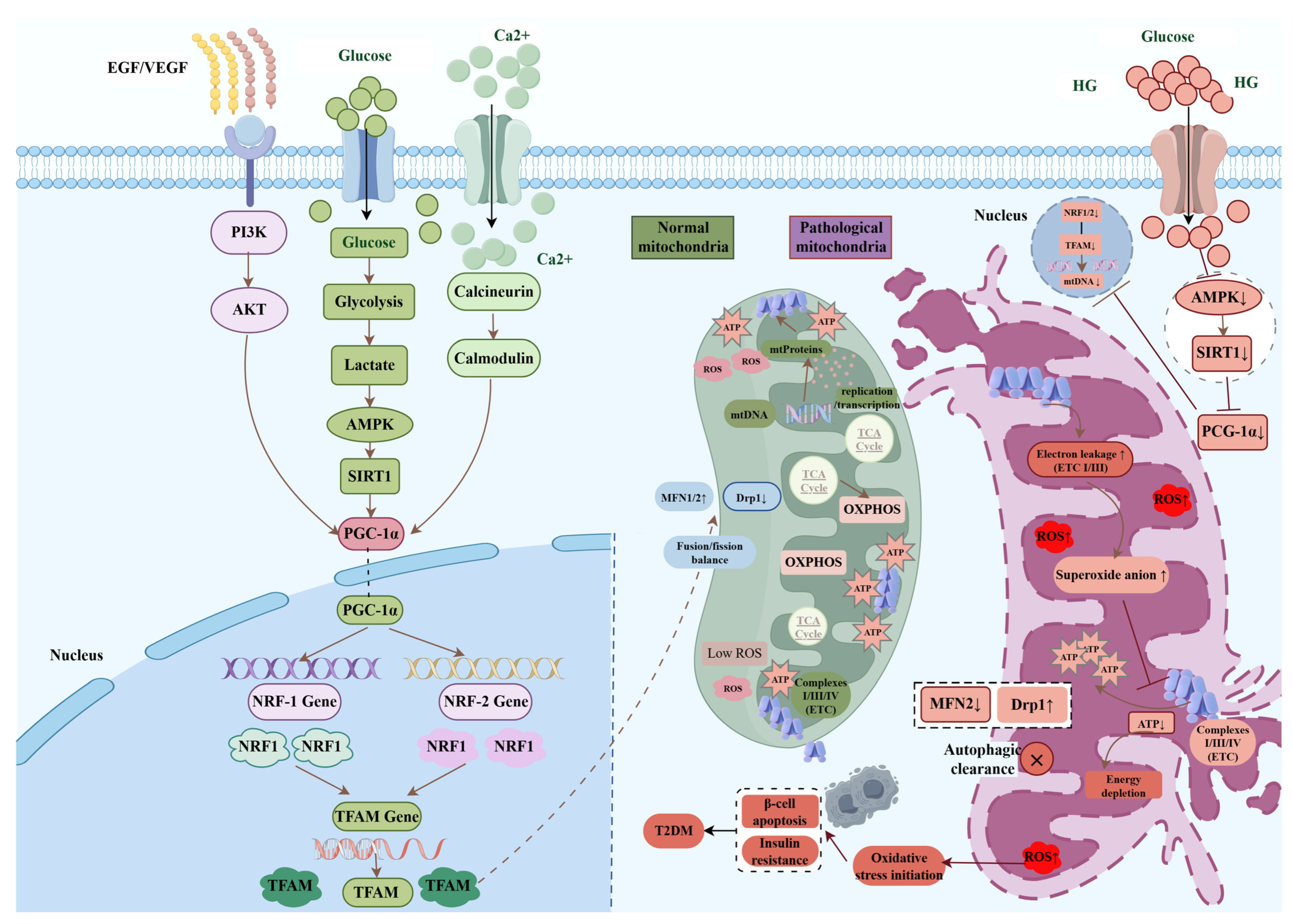 Research Progress on Downstream Mechanisms of Glucose Metabolic ...