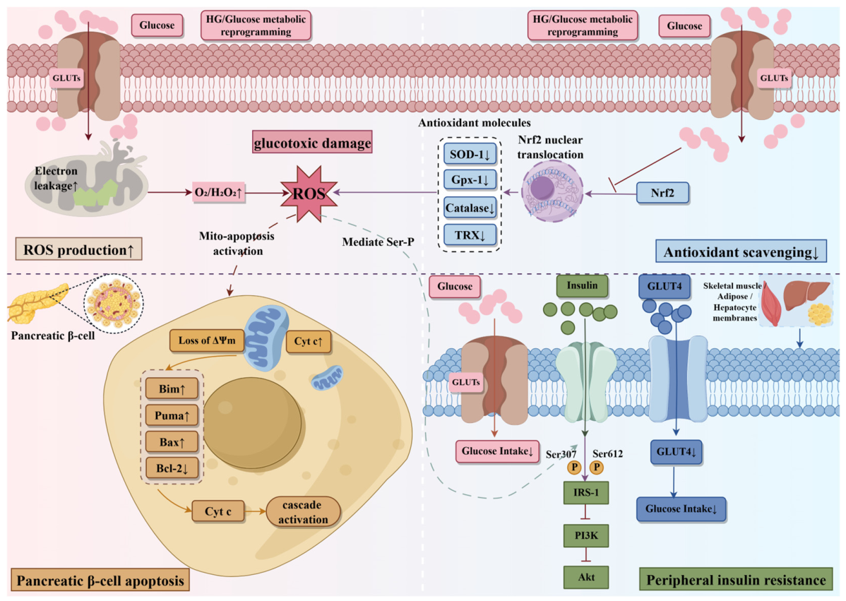 Research Progress on Downstream Mechanisms of Glucose Metabolic ...