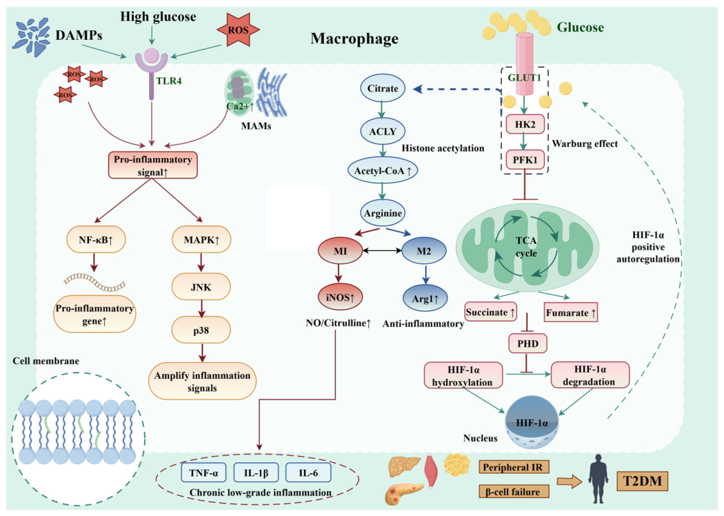 Research Progress on Downstream Mechanisms of Glucose Metabolic ...