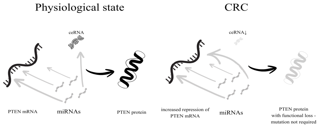 Searching for Novel Molecular Prognostic Markers in Colorectal Cancer ...