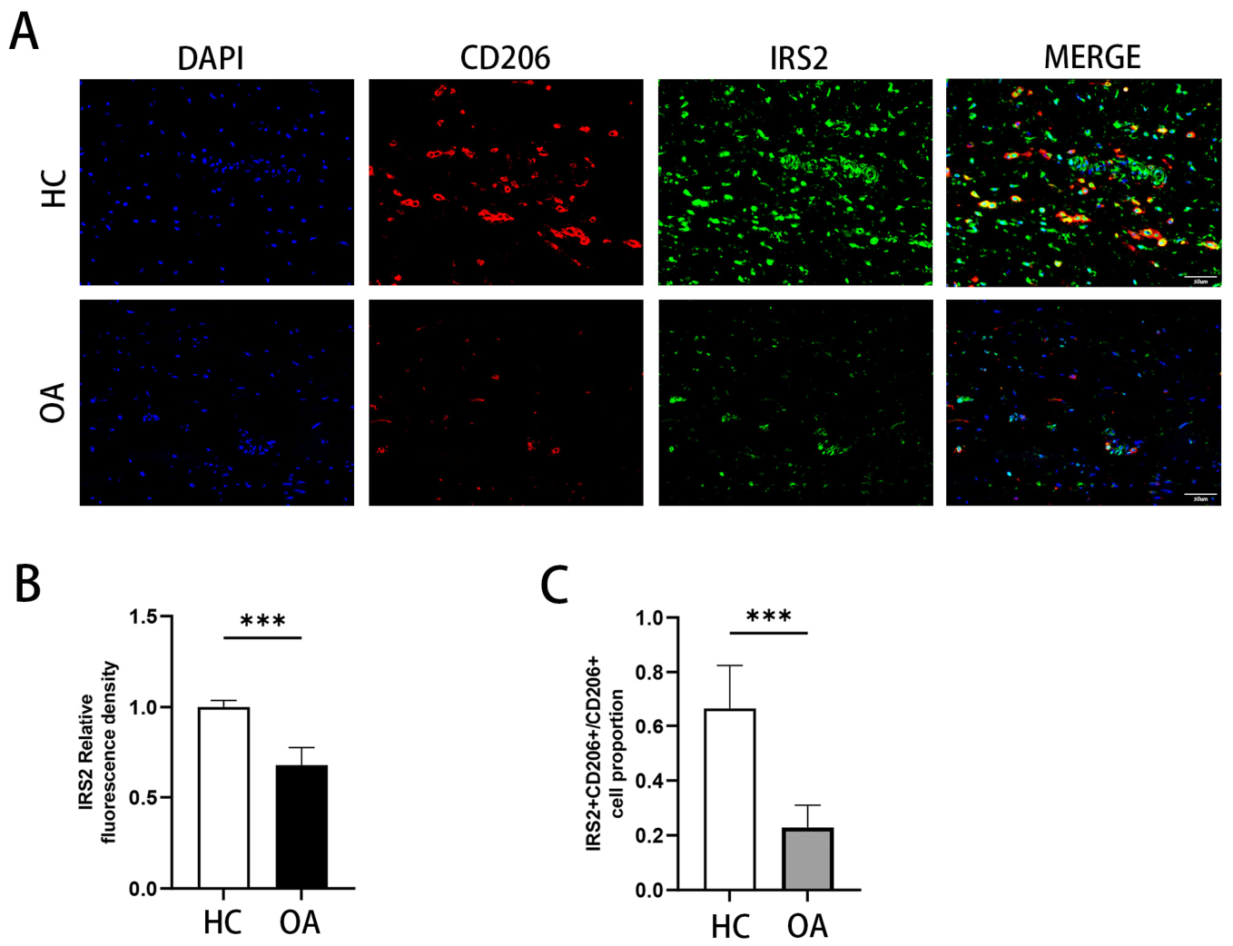 Expression Analysis of Mitochondrial Energy Metabolism−Related Genes ...