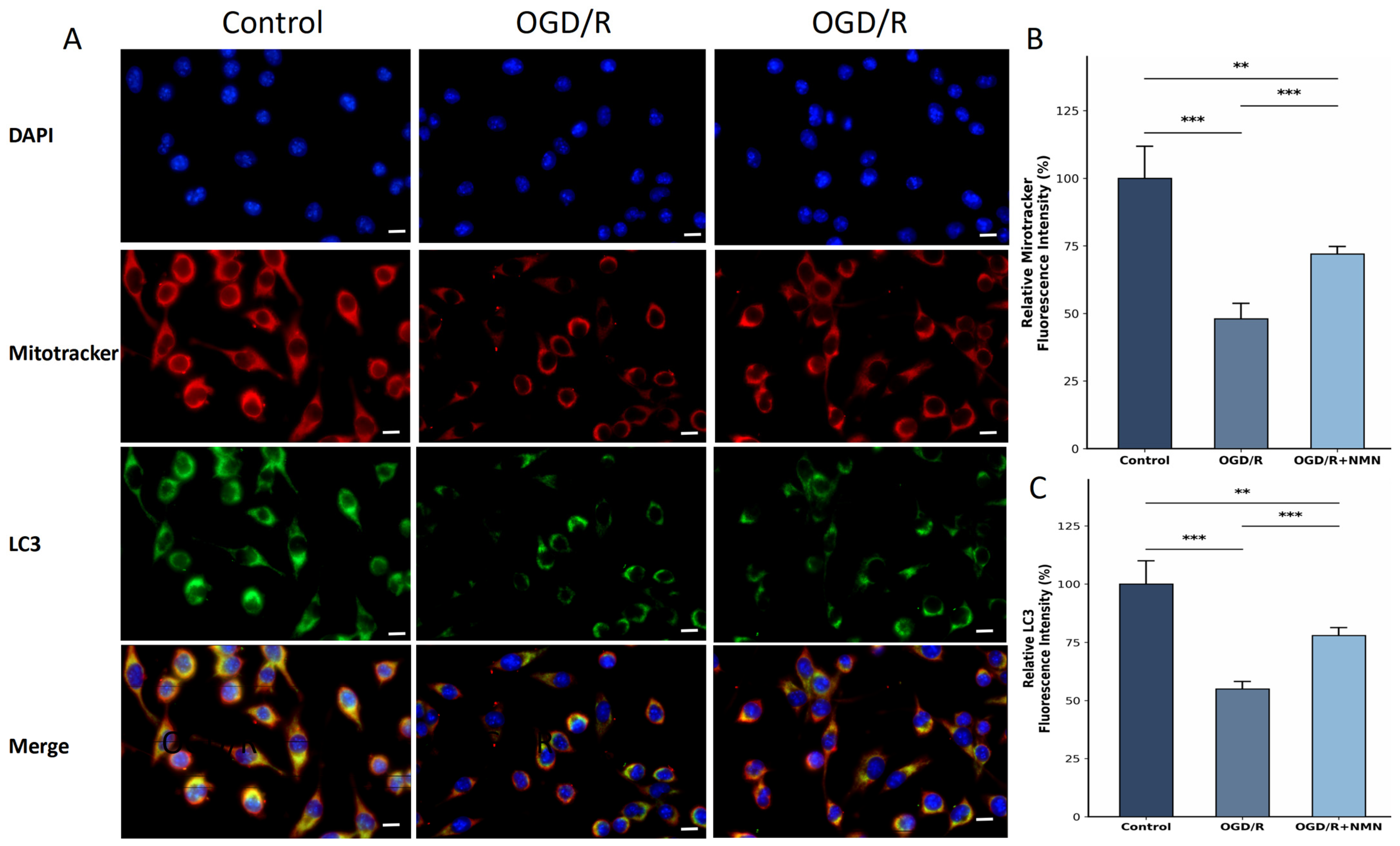 Nicotinamide Mononucleotide Is Associated with Attenuation of OGD/R ...
