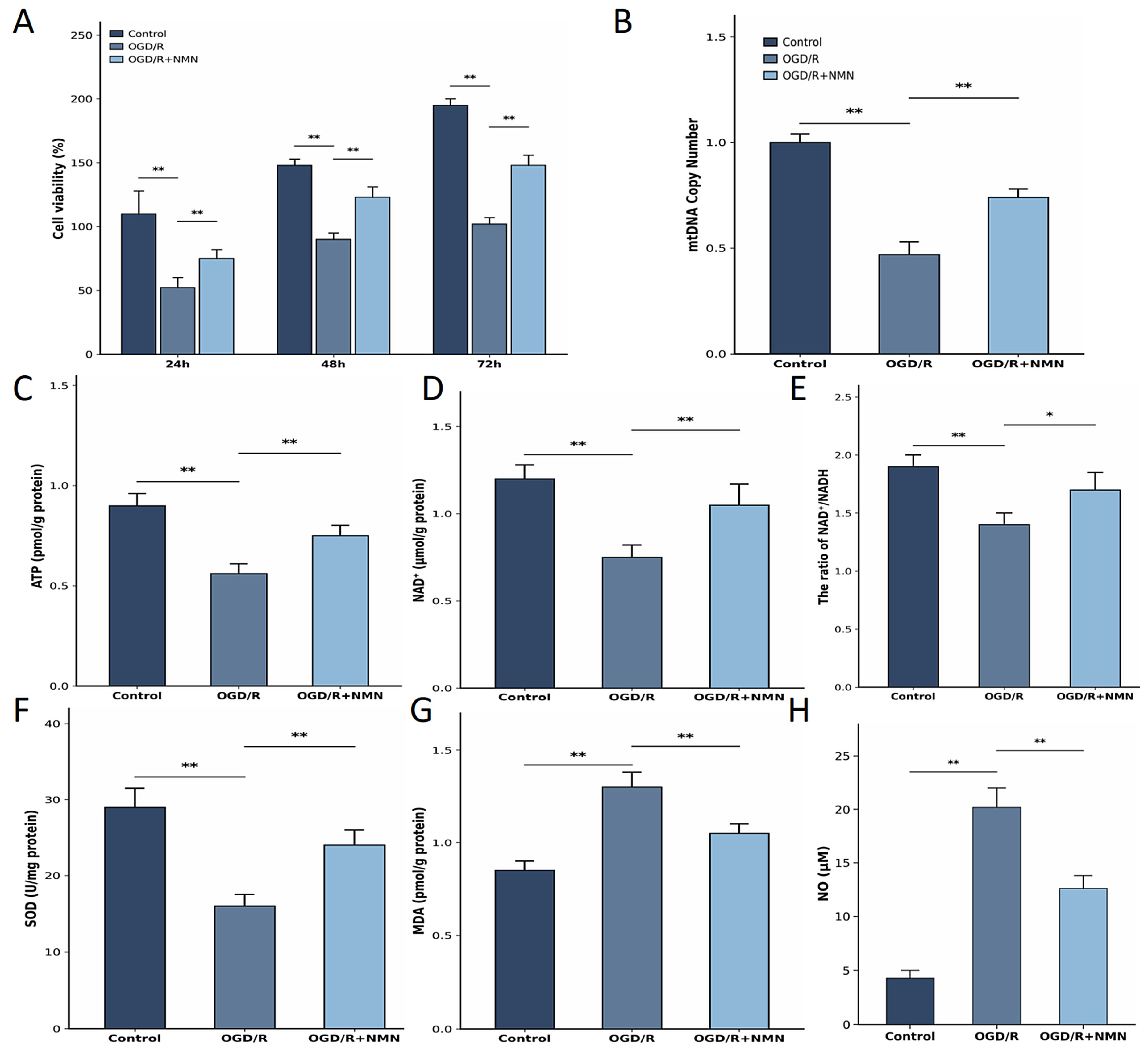 Nicotinamide Mononucleotide Is Associated with Attenuation of OGD/R ...