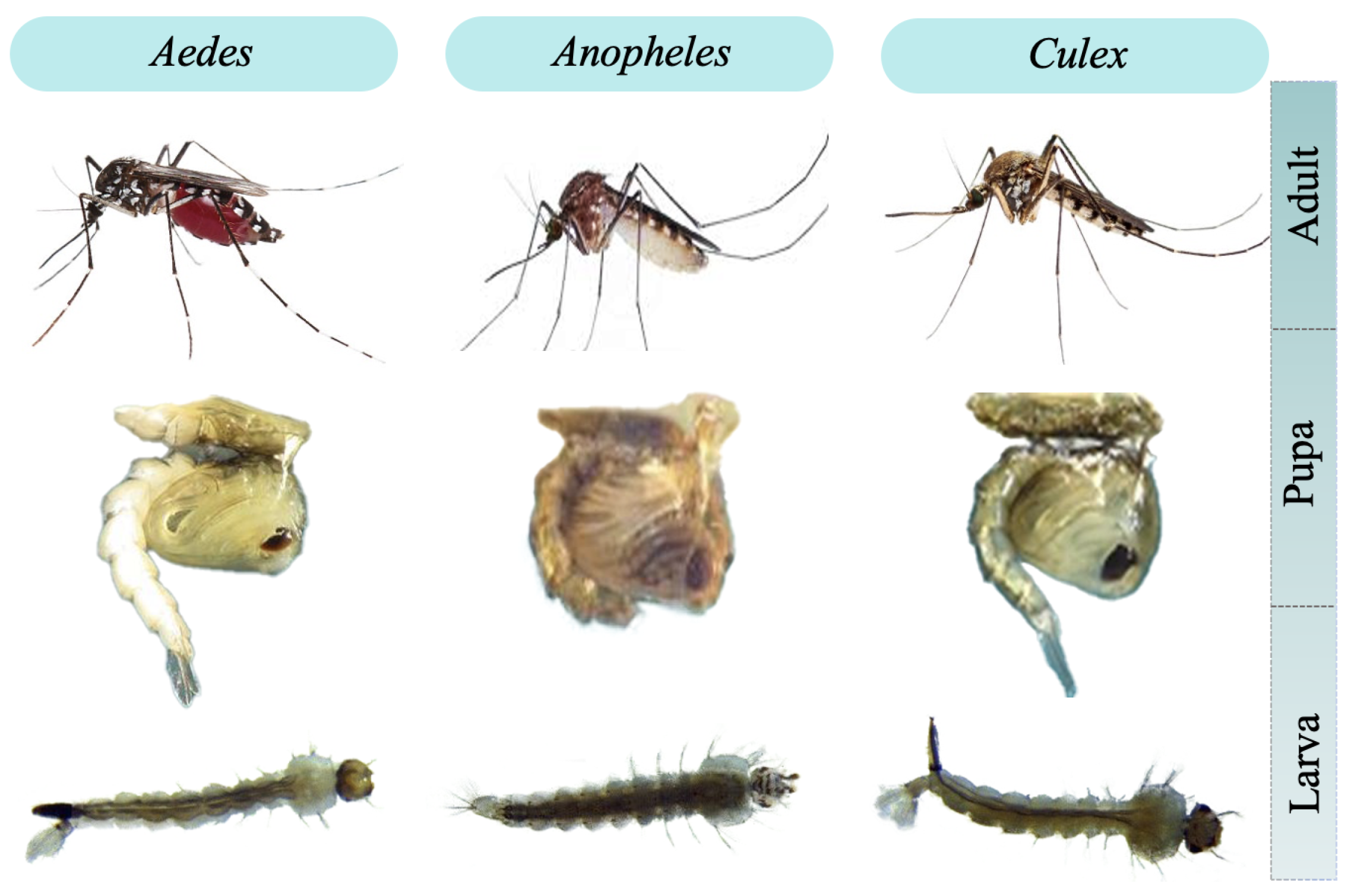 Biomedinformatics Free Full Text Aedes Larva Detection Using