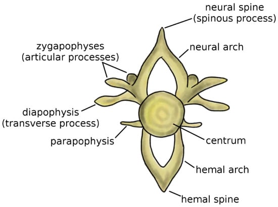 Thoracic vertebrae: Anatomy, function and definition