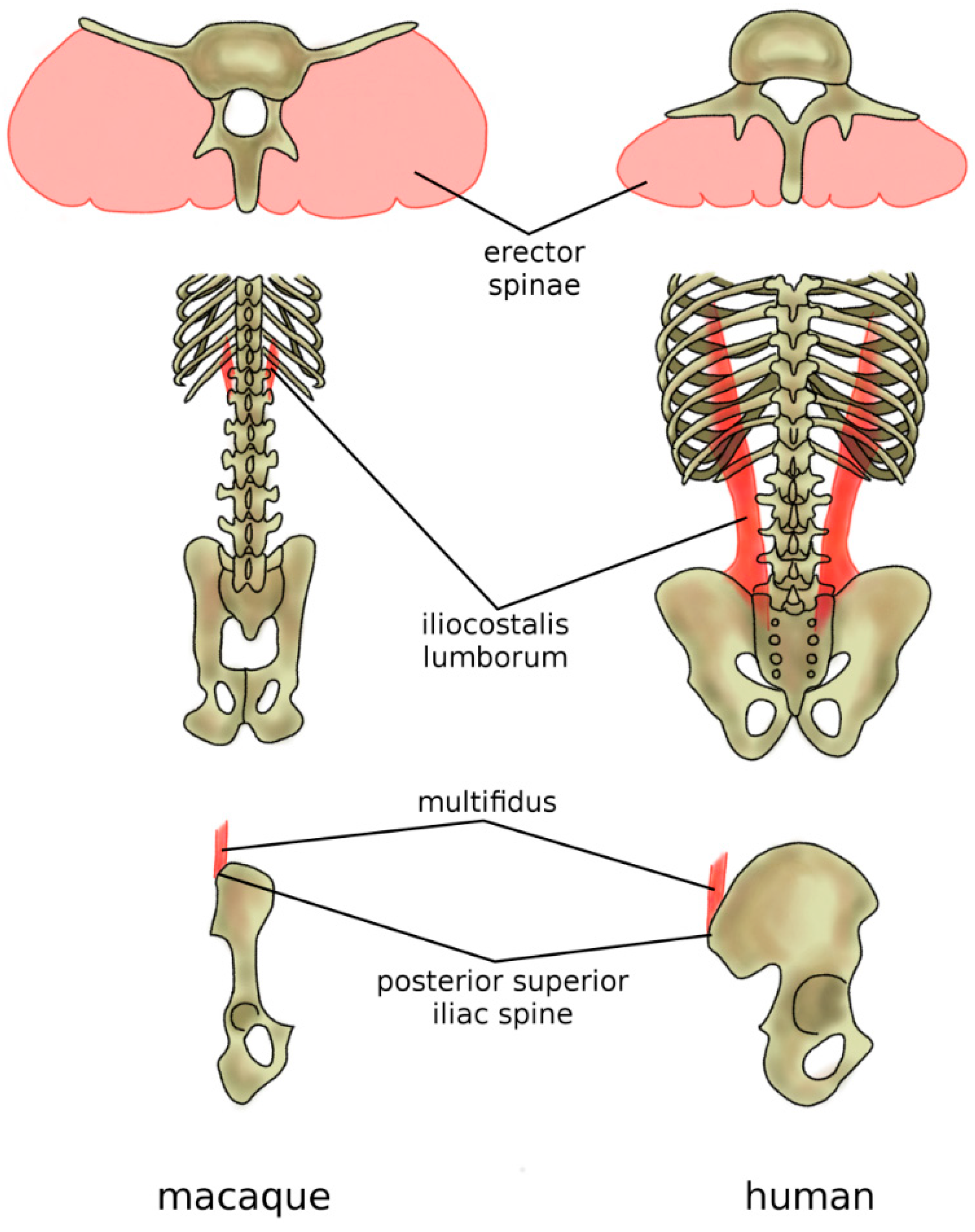 Facts About the Spine, Shoulder, and Pelvis - Stanford Medicine Children's  Health