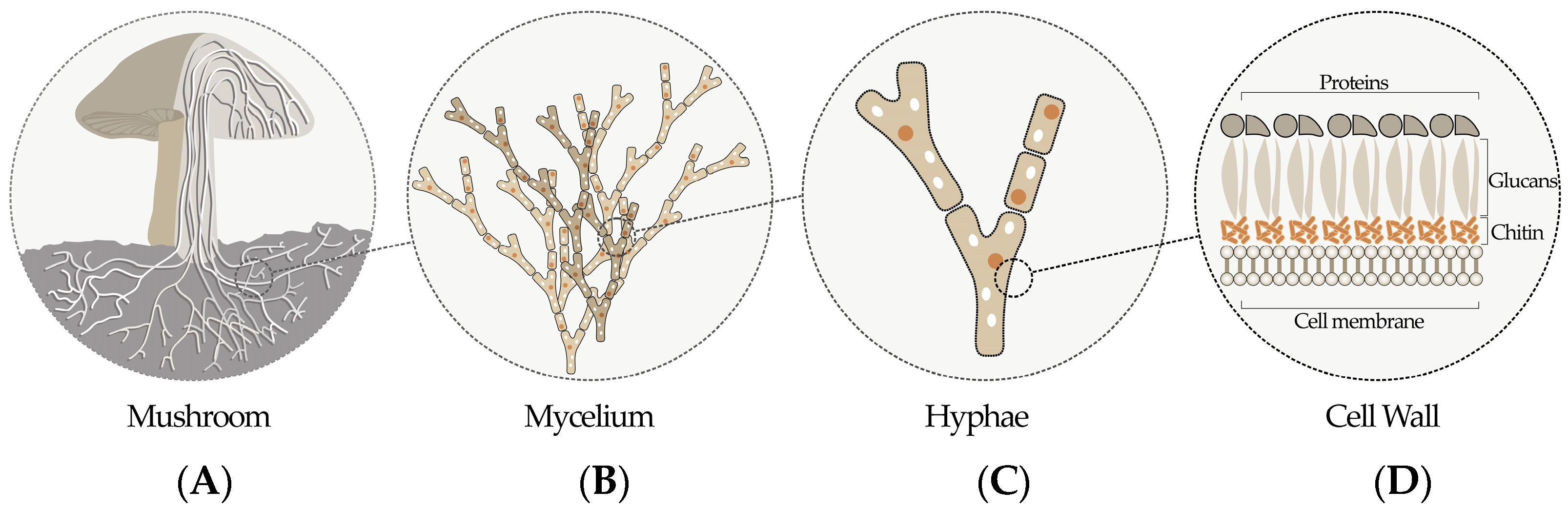 Mycelium  One Earth
