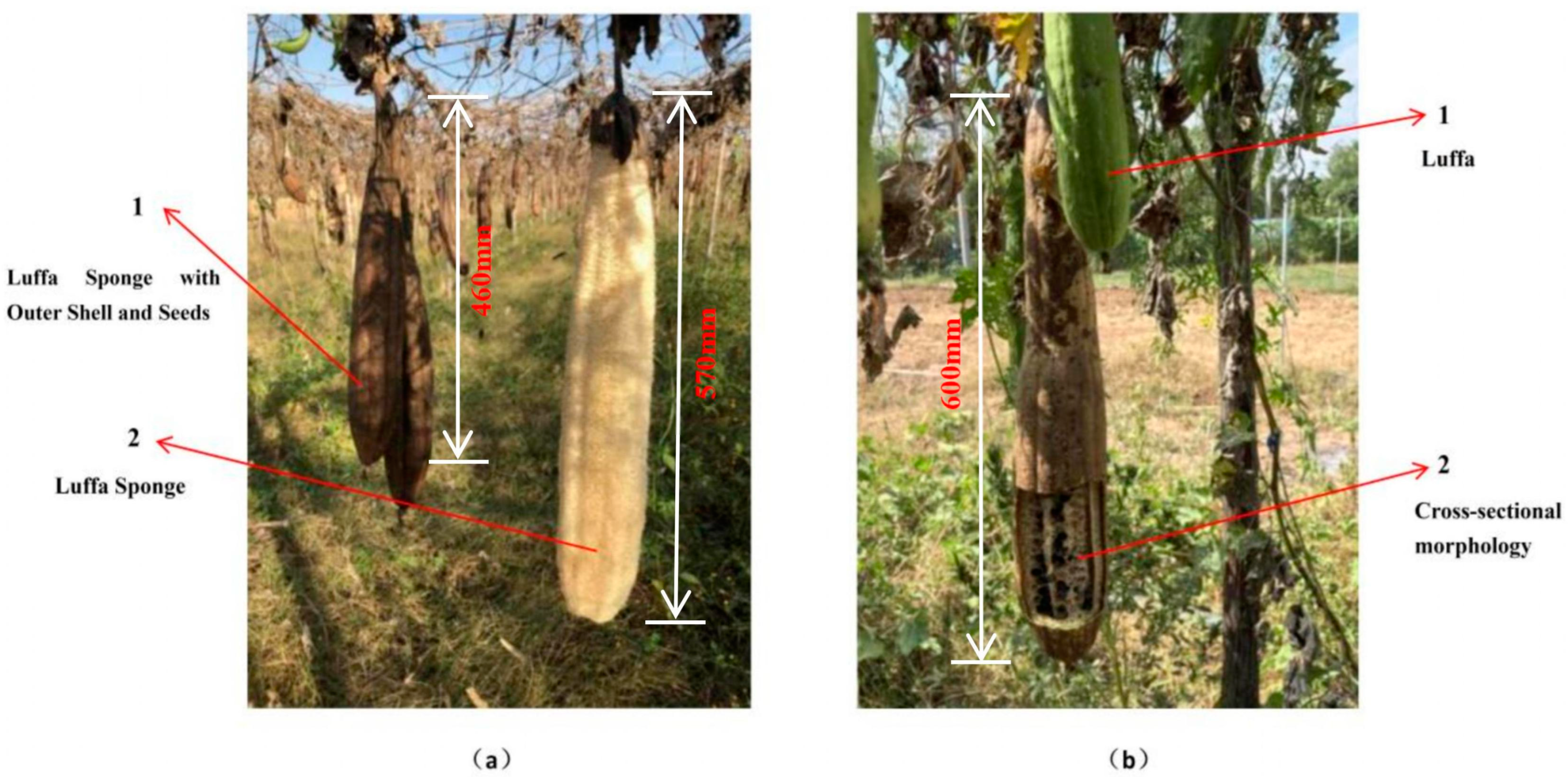 Study on the Vibration Isolation Mechanism of Loofah Sponge