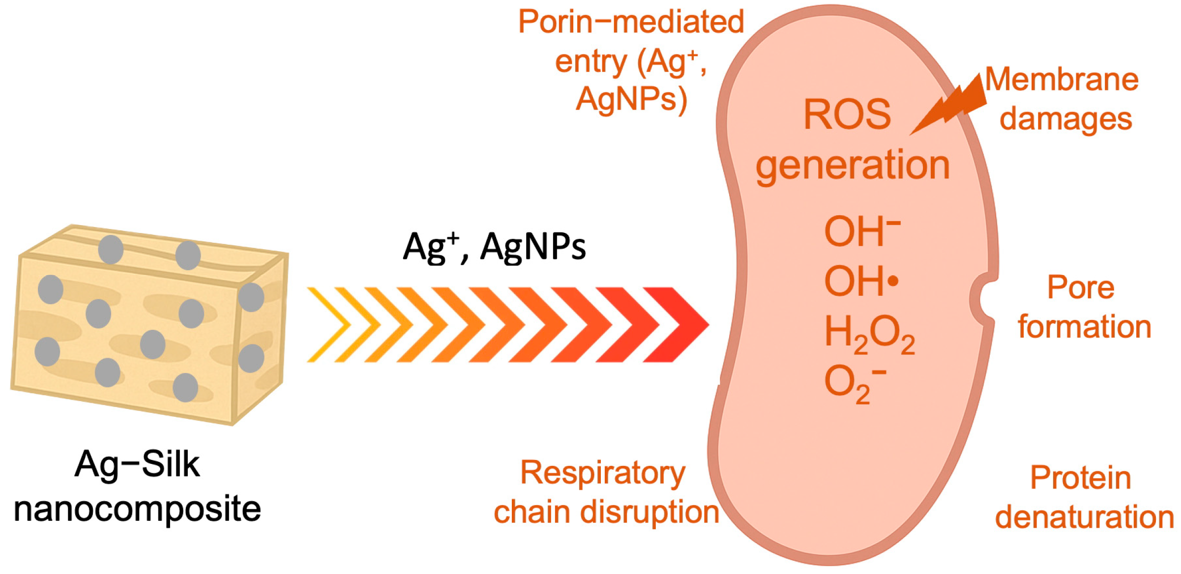 Silver Nanoparticle–Silk Protein Nanocomposites: A Synergistic