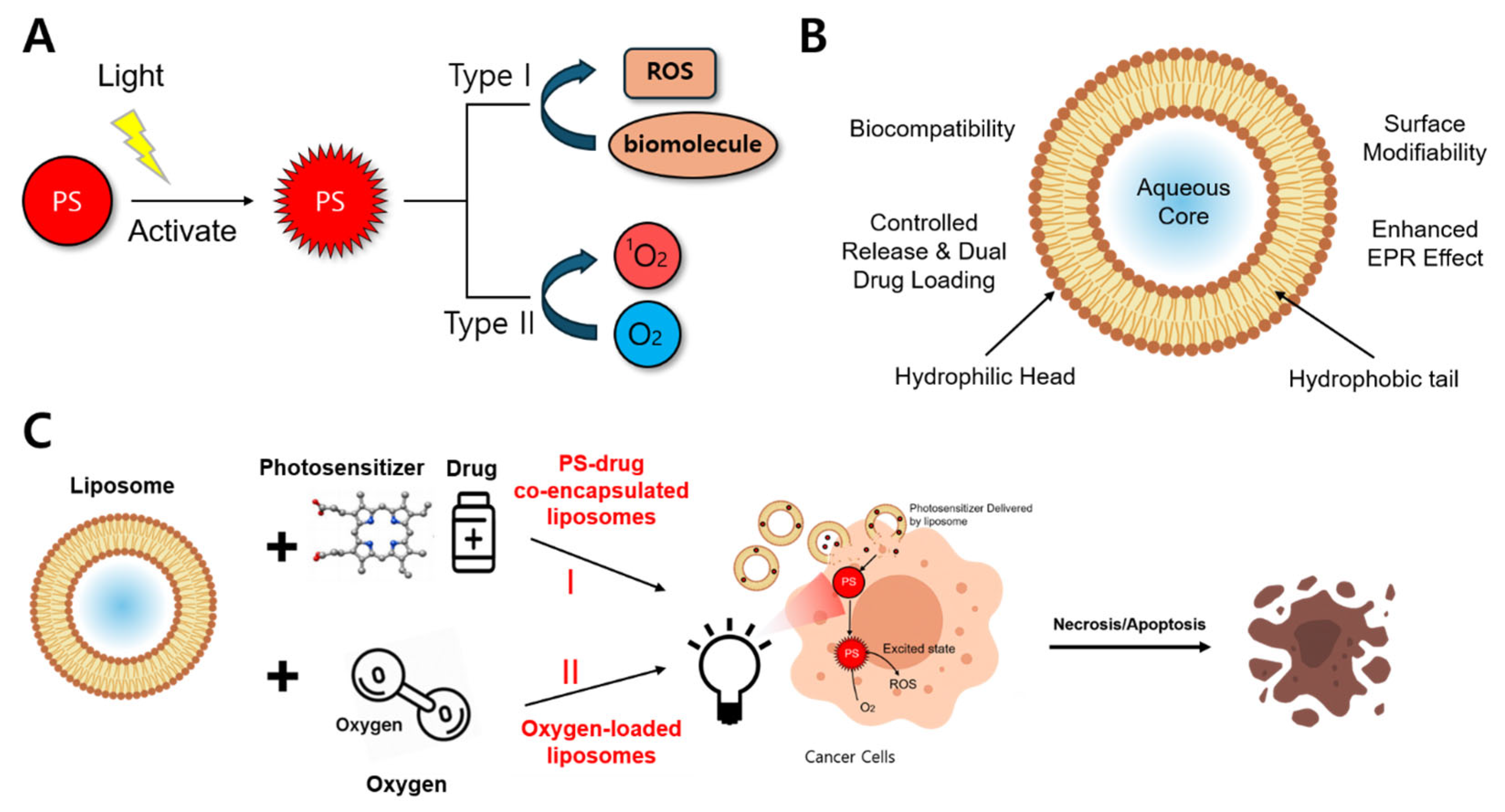 Multifunctional Liposomes: Smart Nanomaterials for Enhanced ...