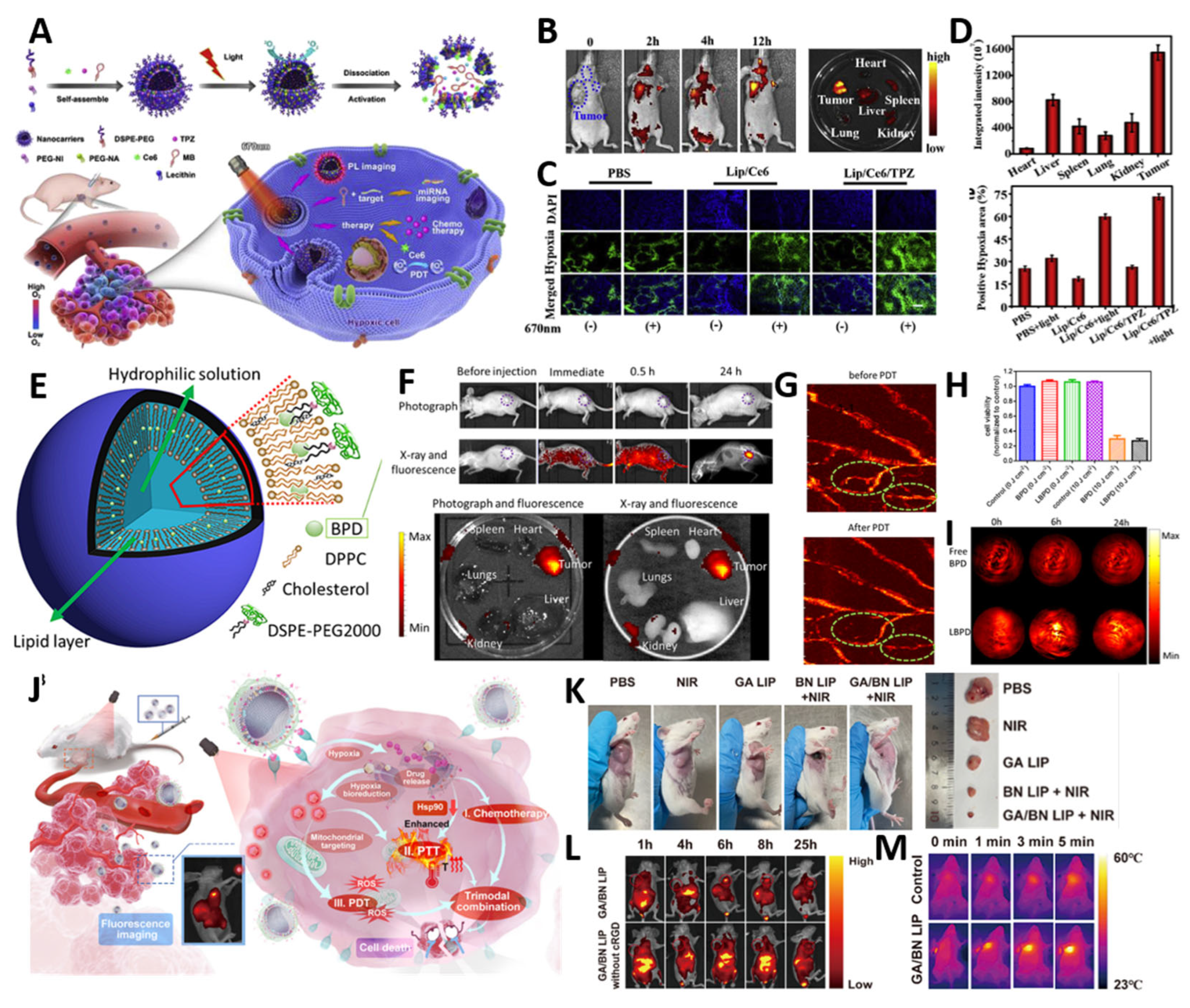 Multifunctional Liposomes: Smart Nanomaterials for Enhanced ...
