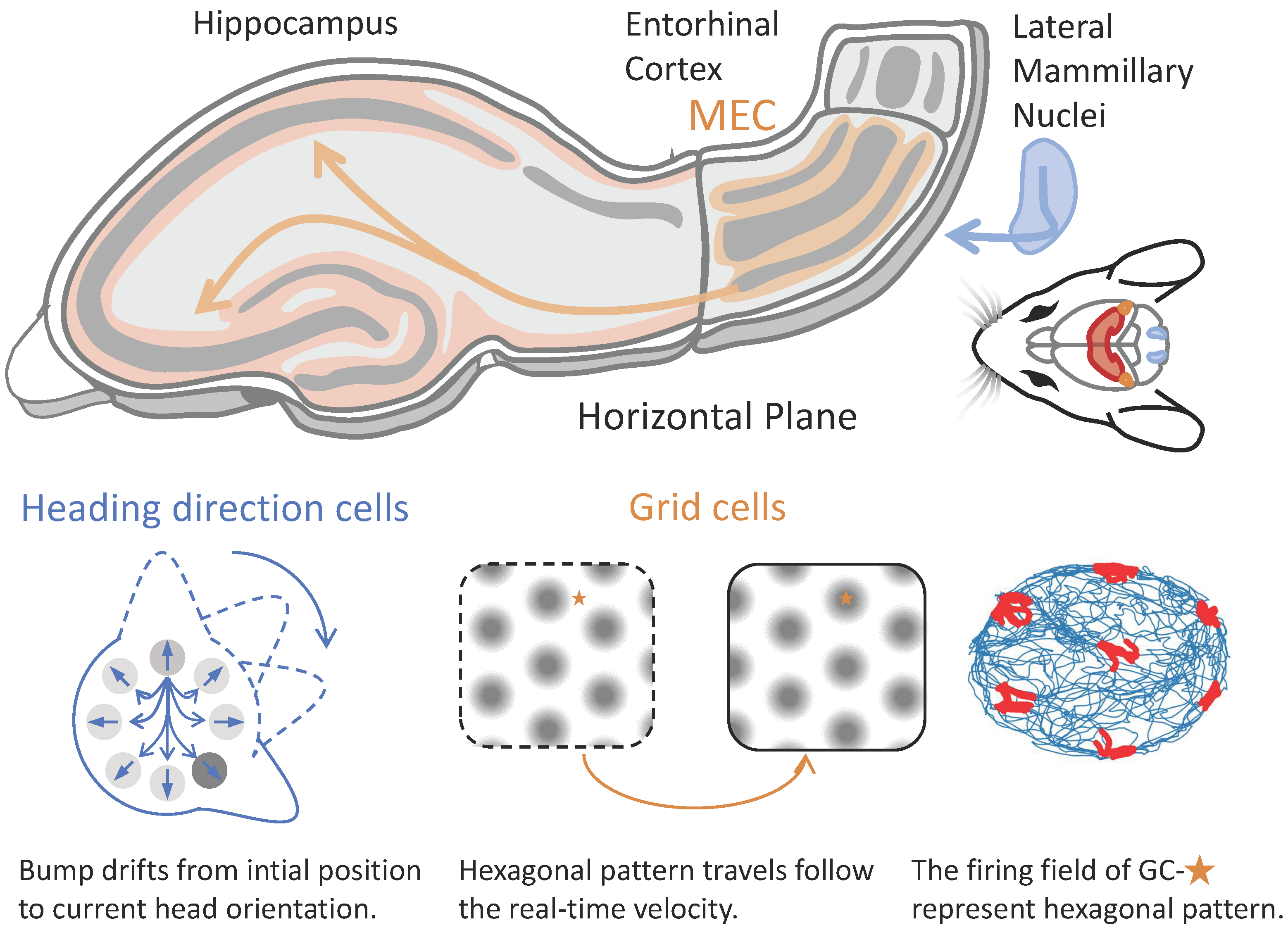 Neurodynamic Patterns Resonance-Dependent Pattern Dynamics in a Neural Field for Spatial Coding