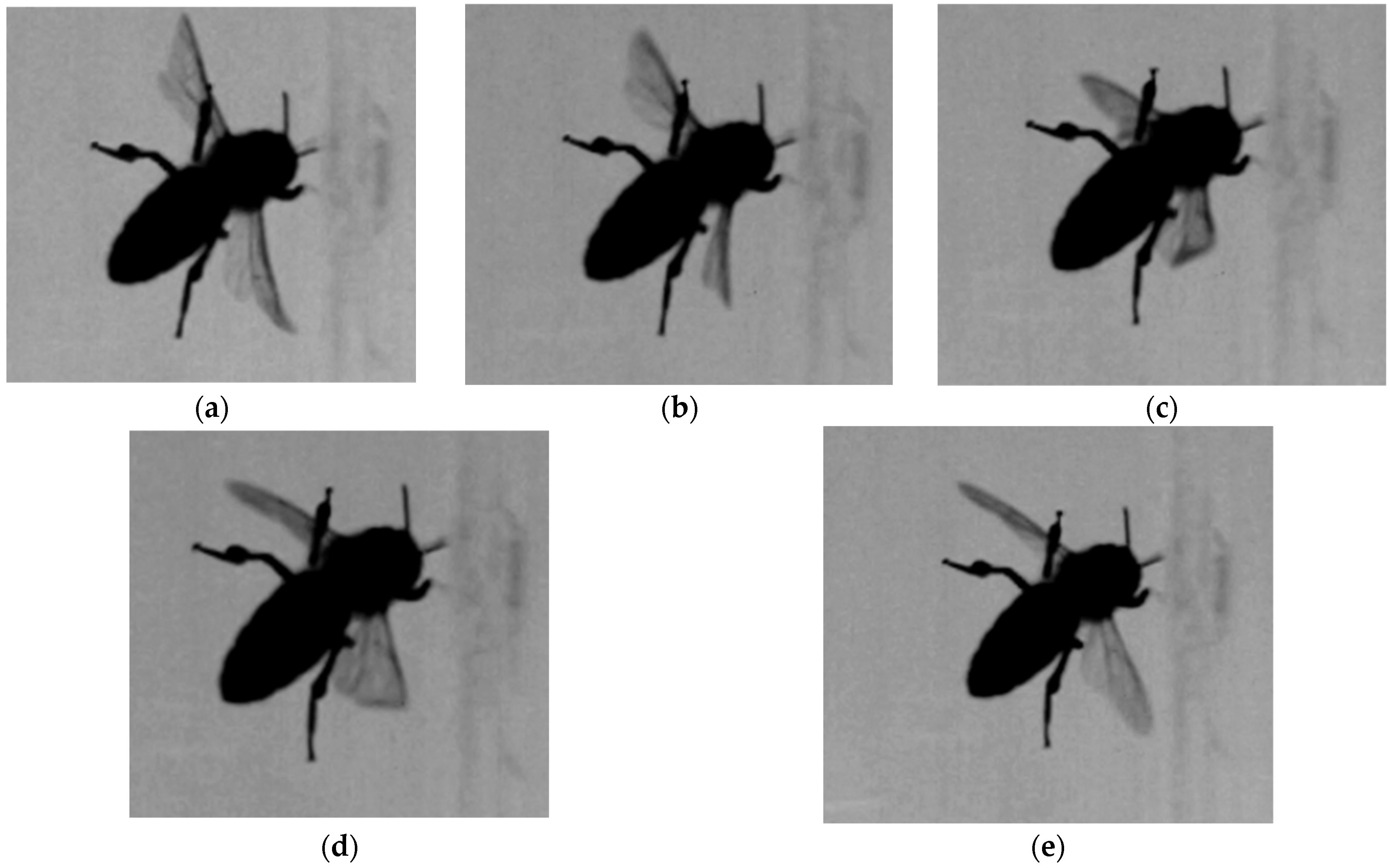 Flapped Unsteady Aerodynamics in Bio-Inspired Flapping Wings for Low-Density ...
