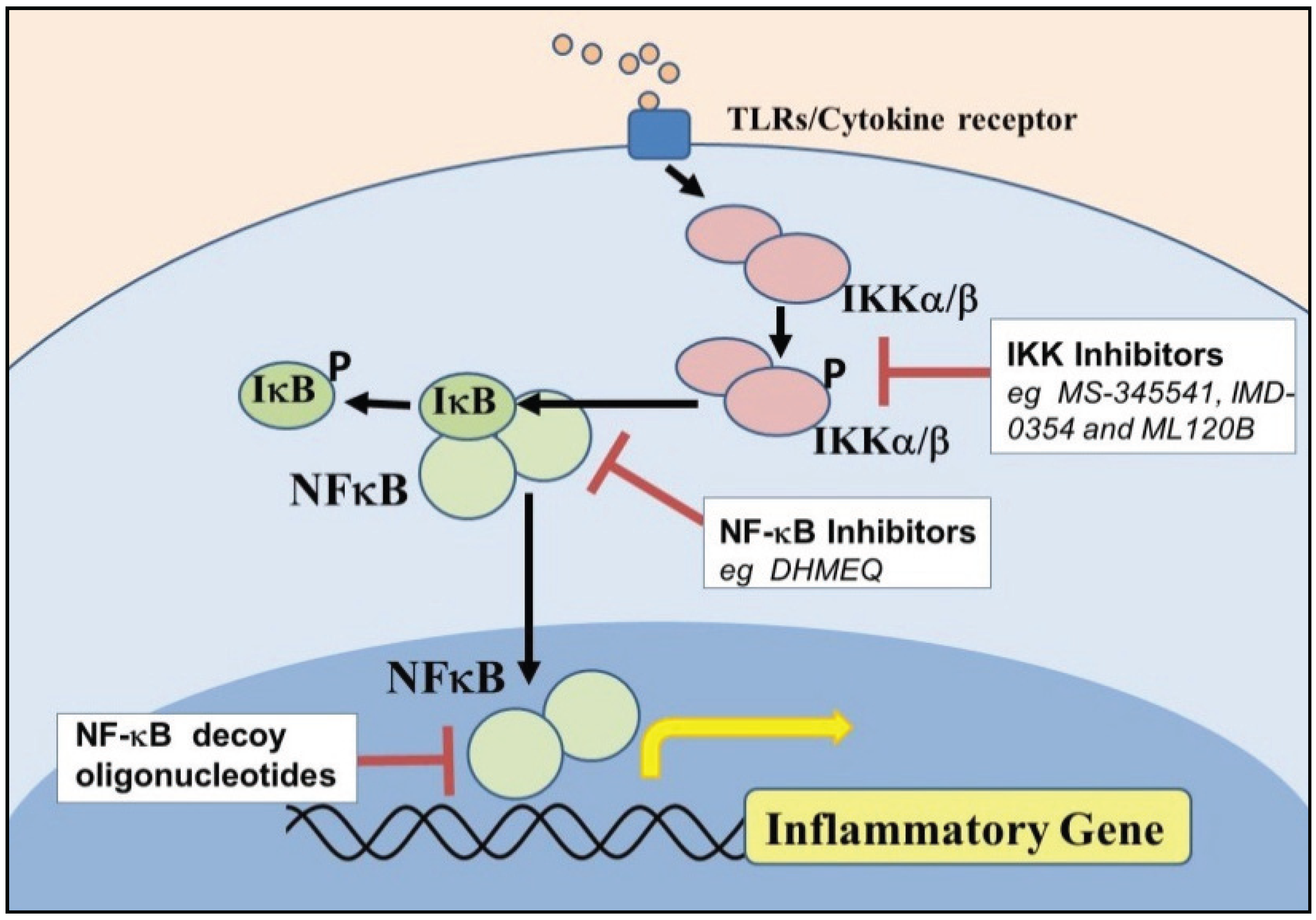 molekyle Et kors Forældet Biomolecules | Free Full-Text | NF-kappaB Signaling in Chronic Inflammatory  Airway Disease