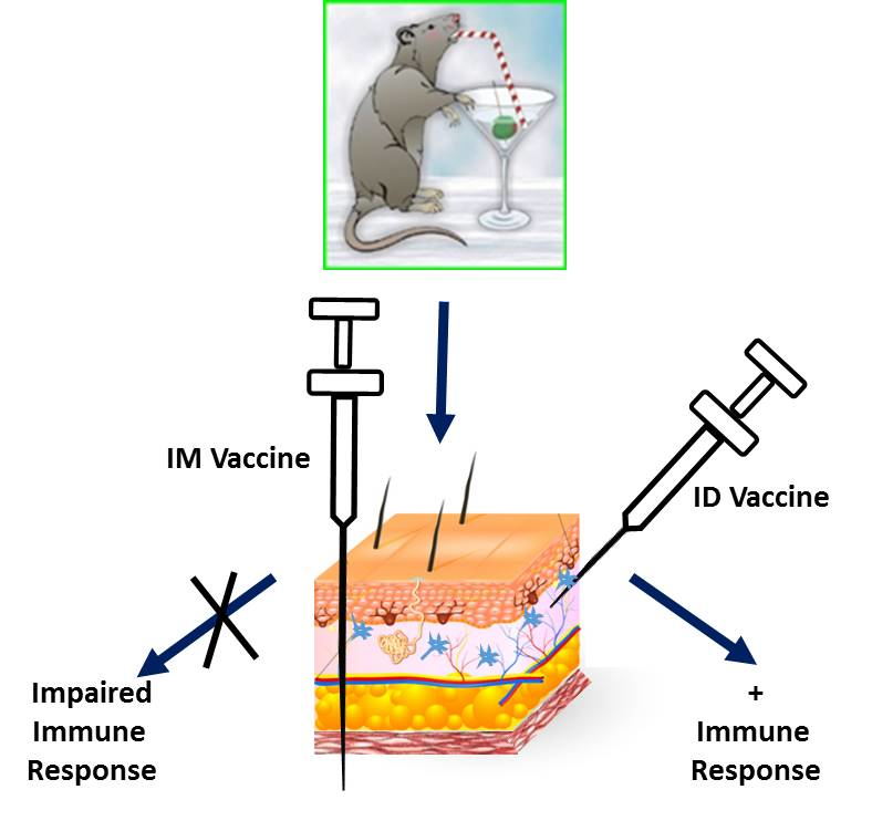 Biomolecules | Free Full-Text | Skin Immunization Obviates Alcohol 