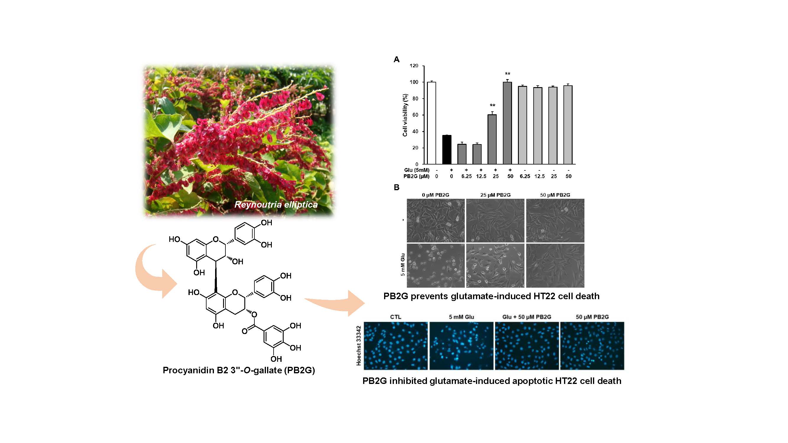 Biomolecules | Free Full-Text | Procyanidin B2 3″-O-gallate Isolated ...