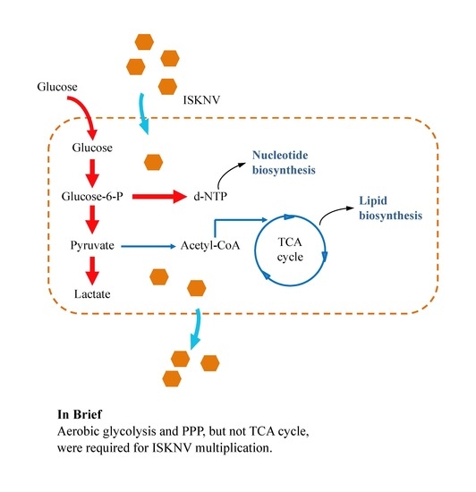 pentose phosphate pathway and glycolysis