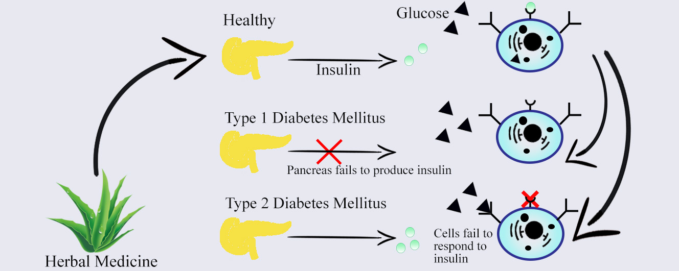 Biomolecules | Free Full-Text | Antidiabetic Potential of 