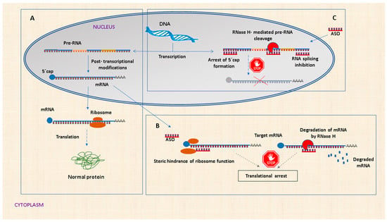 Biib080 Structure Progress in the Use of Antisense Oligonucleotides for Vaccine Improvement