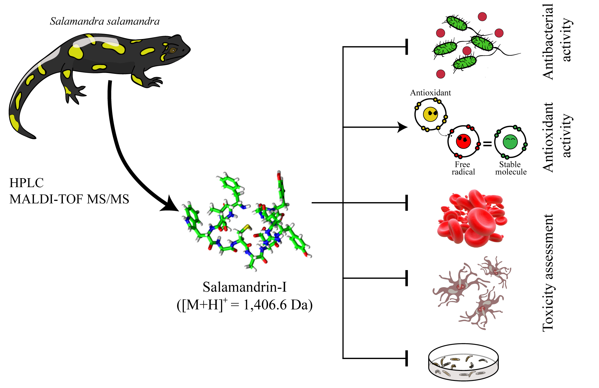 Biomolecules | Free Full-Text | The Antioxidant Peptide Salamandrin-I:  First Bioactive Peptide Identified from Skin Secretion of Salamandra Genus (Salamandra  salamandra)