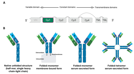 Biomolecules | Free Full-Text | Development of a Monoclonal Antibody ...