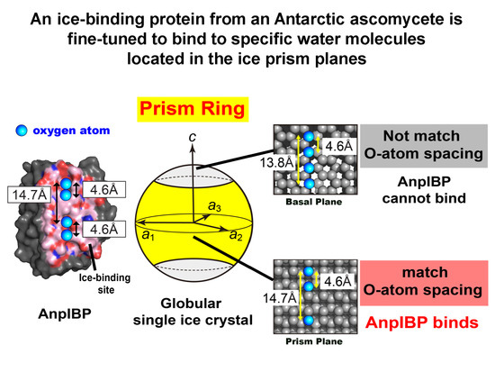 Ice Lattice  Learn Biochemistry