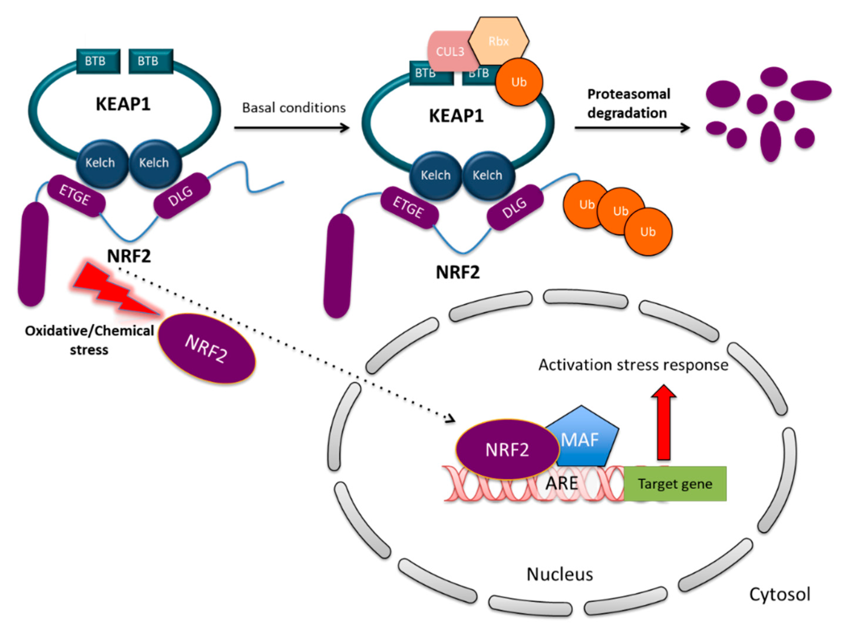 Biomolecules | Free Full-Text | The NRF2/KEAP1 Axis in the 