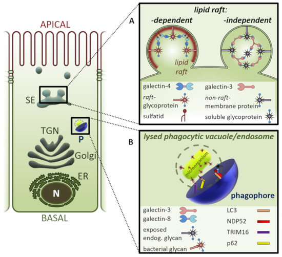 Biomolecules | Free Full-Text | Galectins In Intra- And Extracellular ...