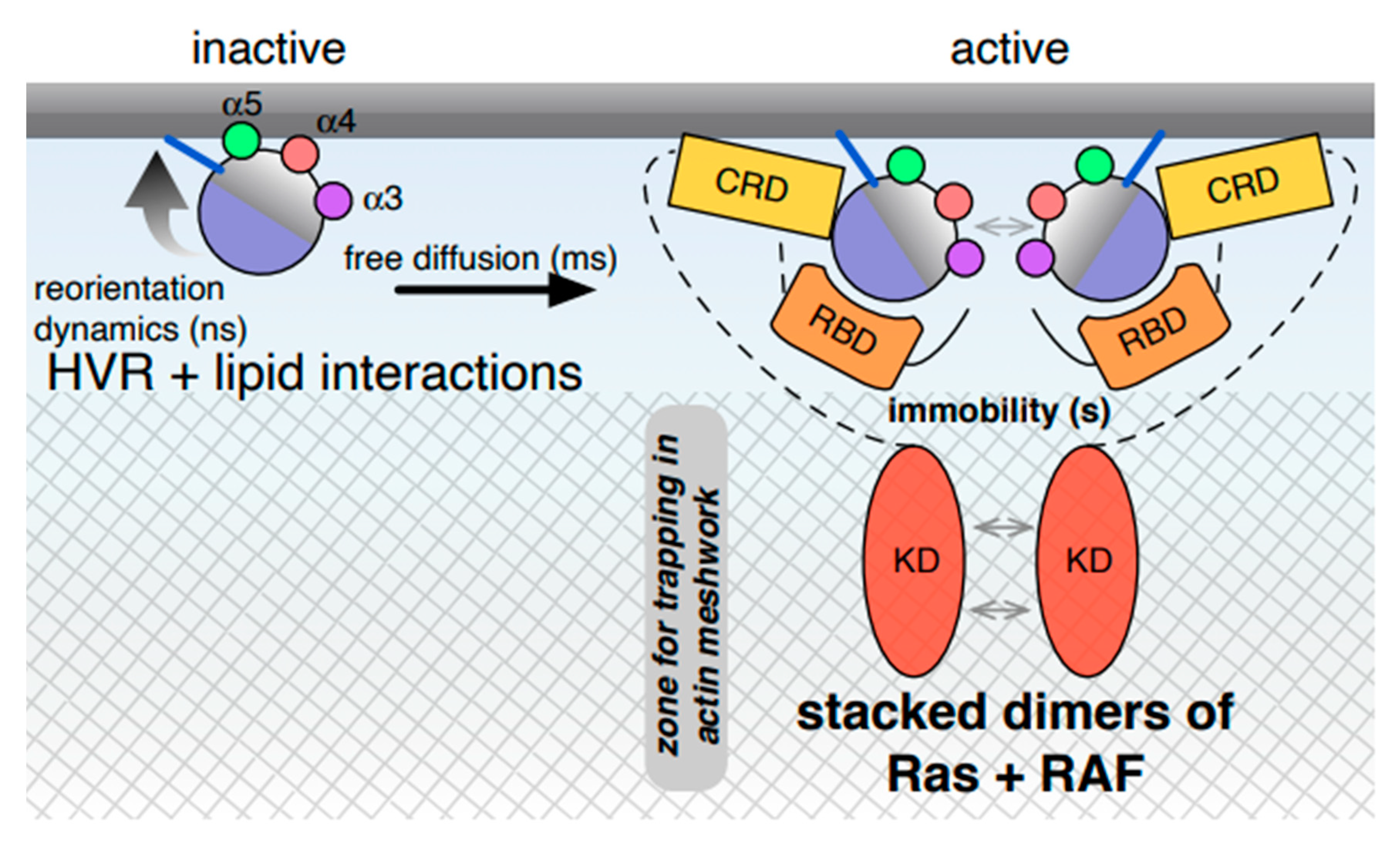 Membrane Composition and Raf[CRD]-Membrane Attachment Are Driving
