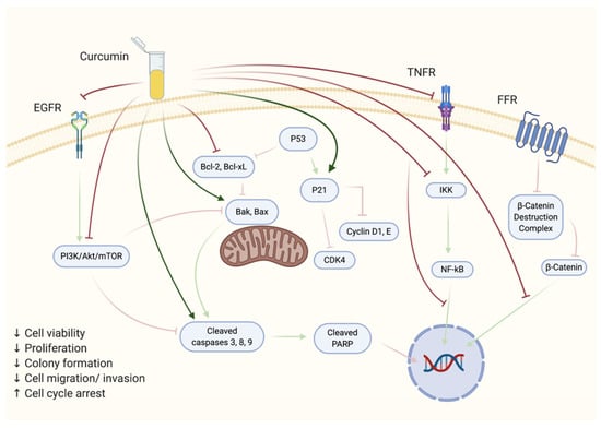 Biomolecules | Special Issue : Biomolecules and Cancer Prevention