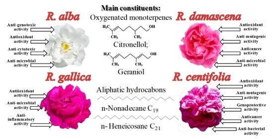 Rose Petals  Global Distributors of Aromatherapy, Cosmetics, Skin