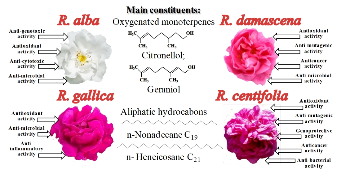 Full-Text Rose a | or Flowers—A Biomolecules Healer? Perfume Free Natural | Delicate