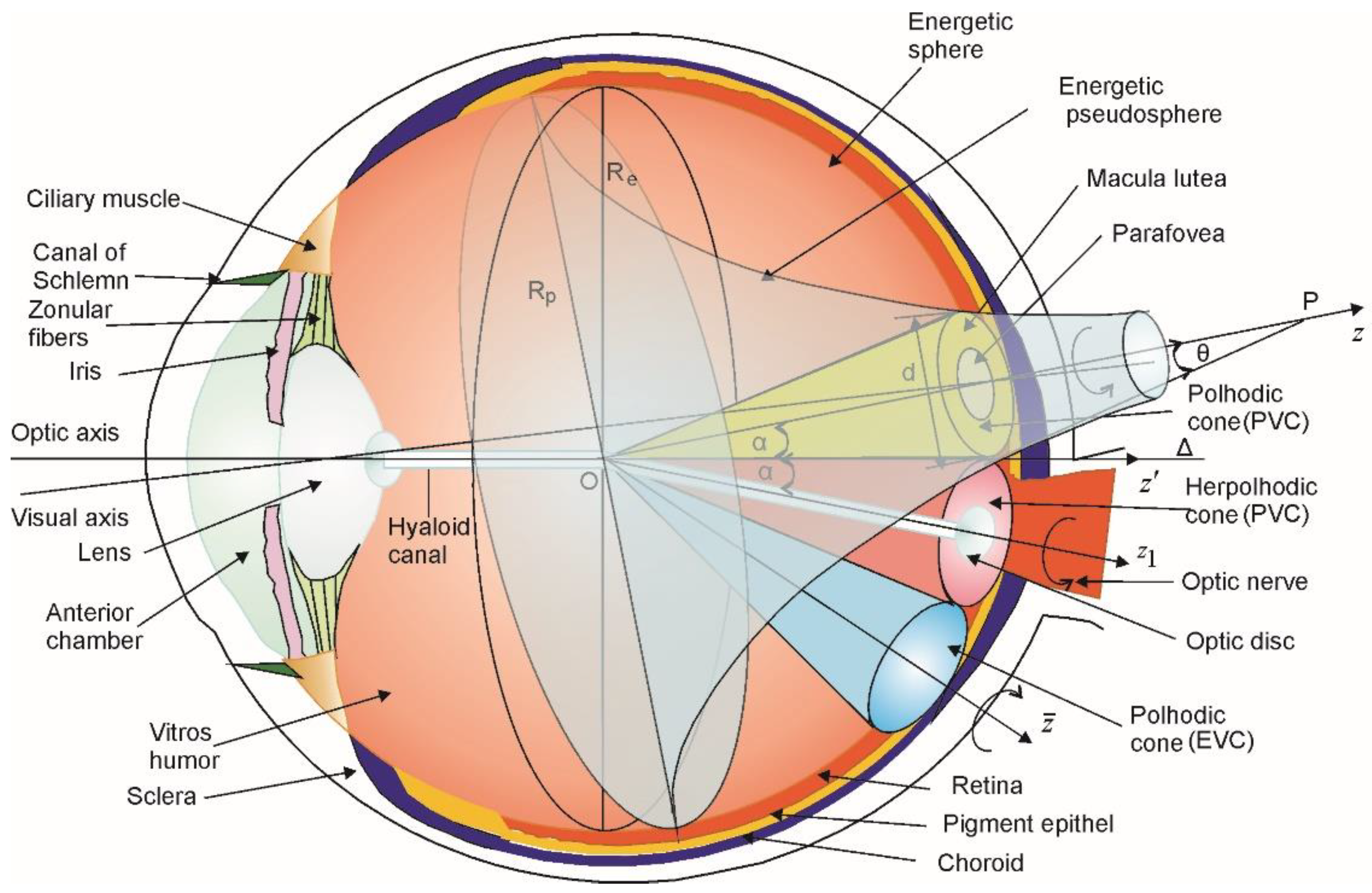 Equator of eyeball - e-Anatomy - IMAIOS