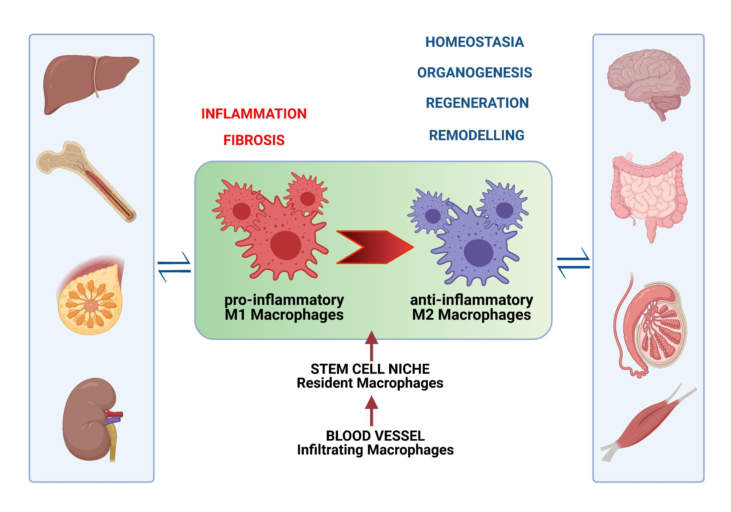 Metabolism of tissue macrophages in homeostasis and pathology