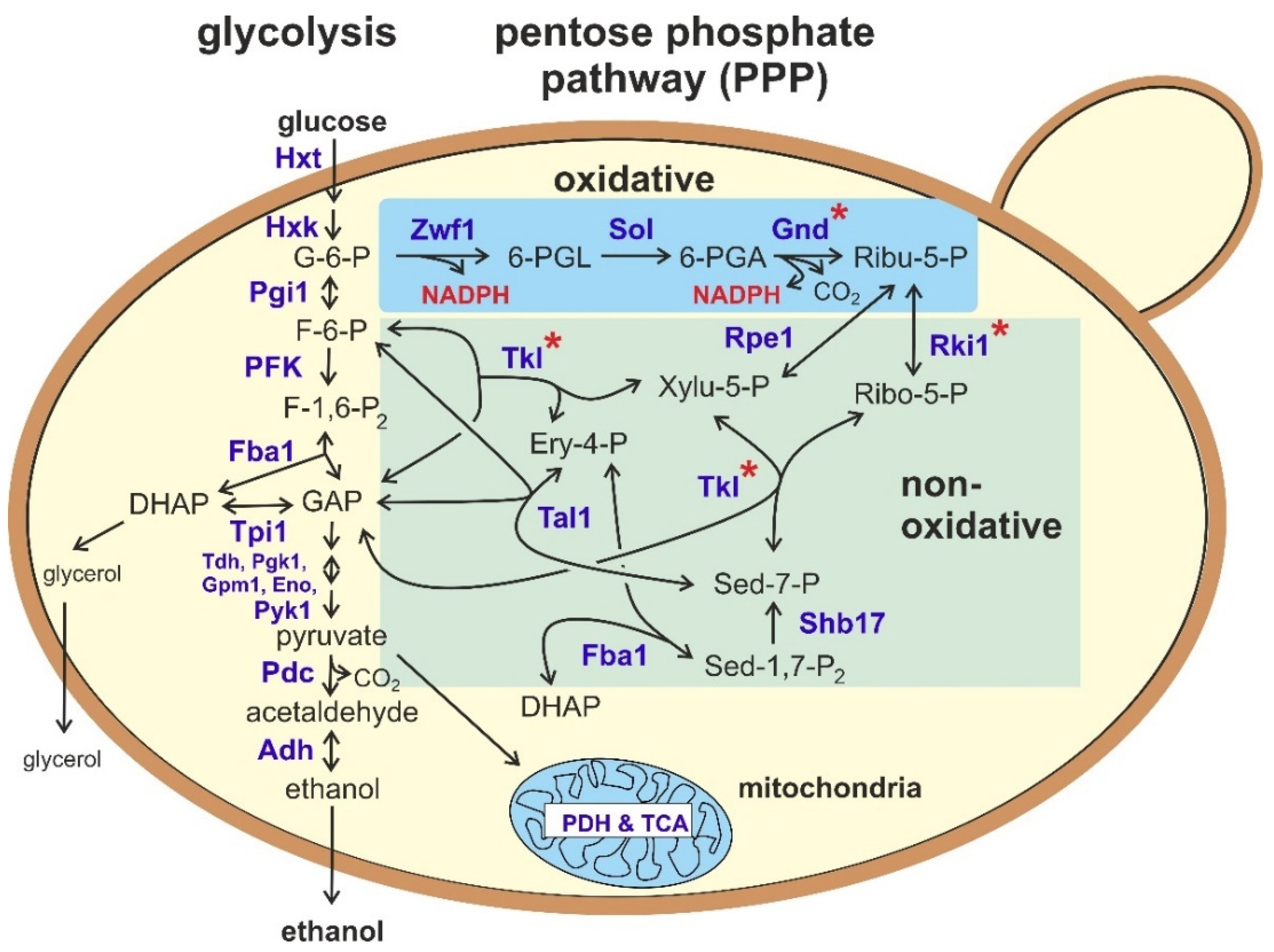 The Pentose Phosphate Pathway In Yeasts More Than A Poor Cousin Of The Pentose Phosphate Pathway In Yeasts More Than A Poor Cousin Of