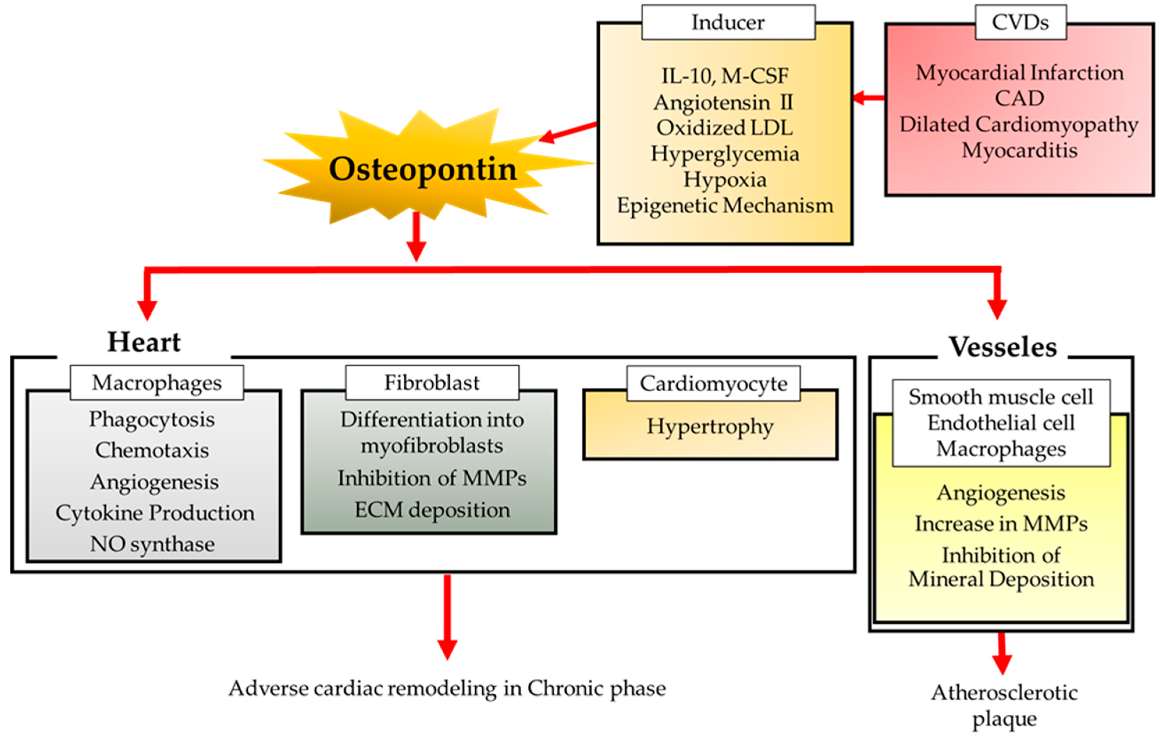 Biomolecules | Free Full-Text | Osteopontin in Cardiovascular Diseases