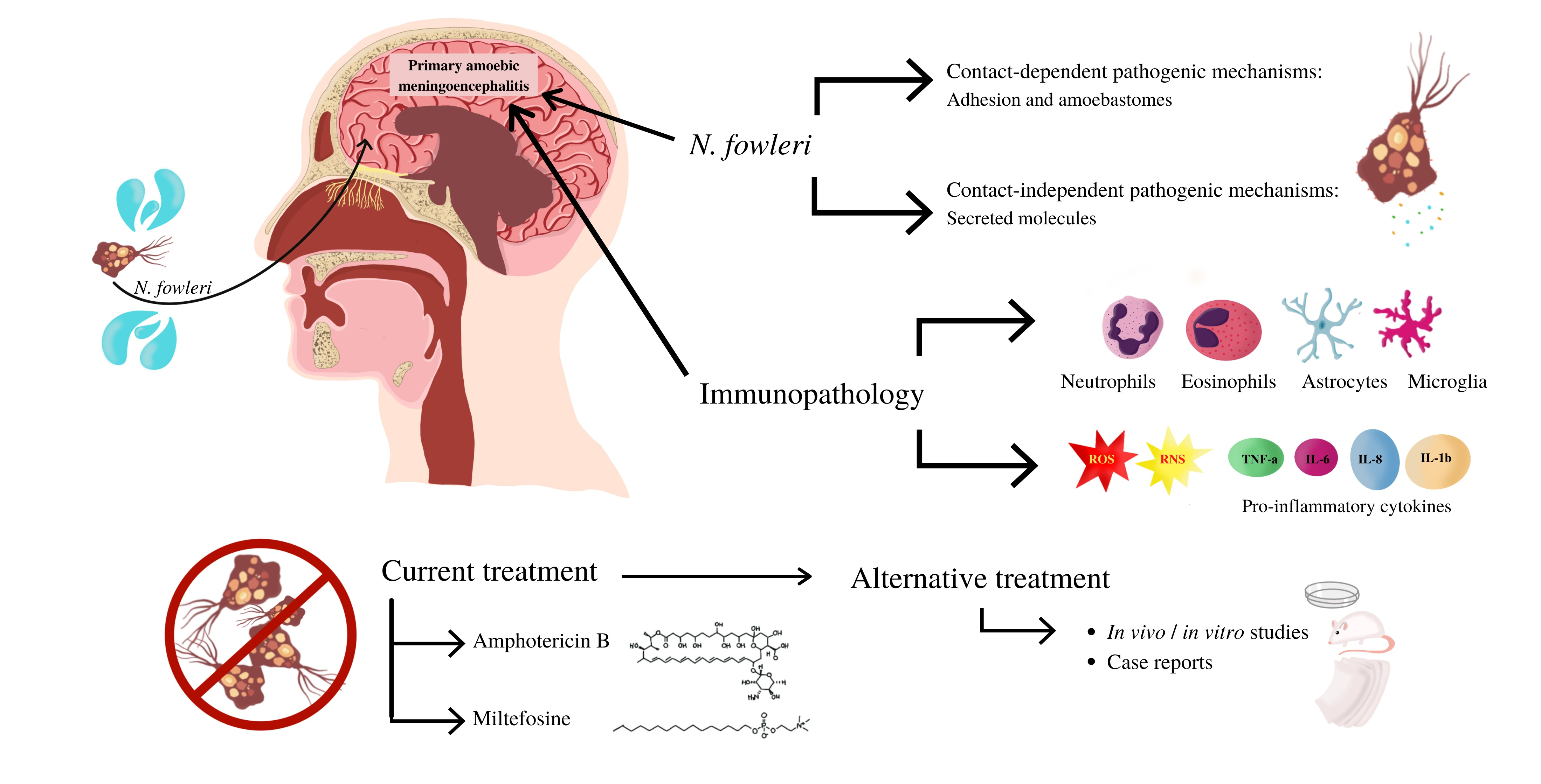 Biomolecules | Free Full-Text | Primary Amoebic Meningoencephalitis by  Naegleria fowleri: Pathogenesis and Treatments